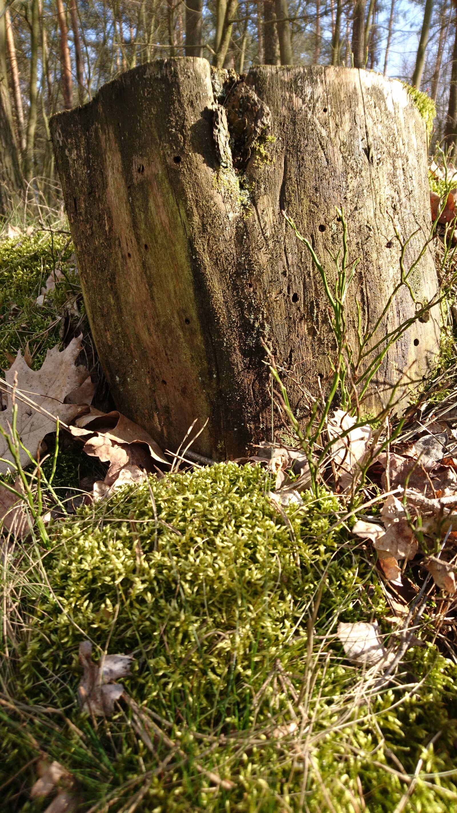 Sony Xperia X sample photo. Stump, forest, nature photography