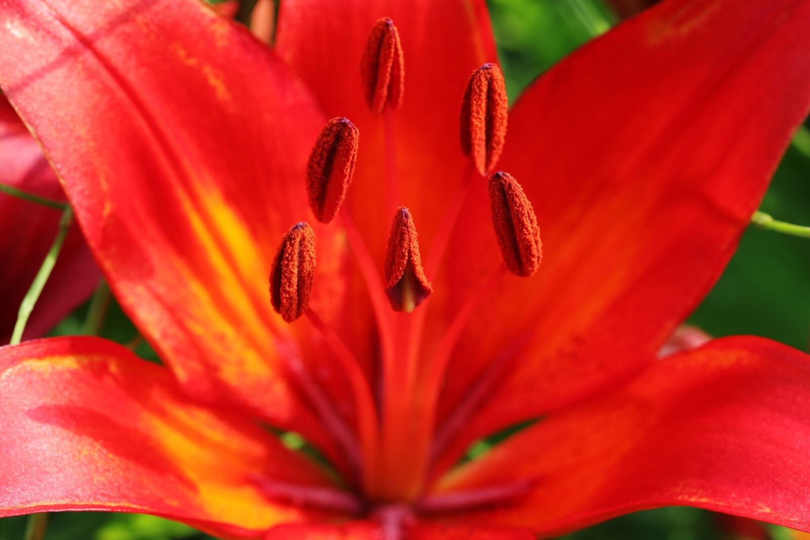 Canon EOS 6D Mark II sample photo. Lily, summer flowers, nature photography