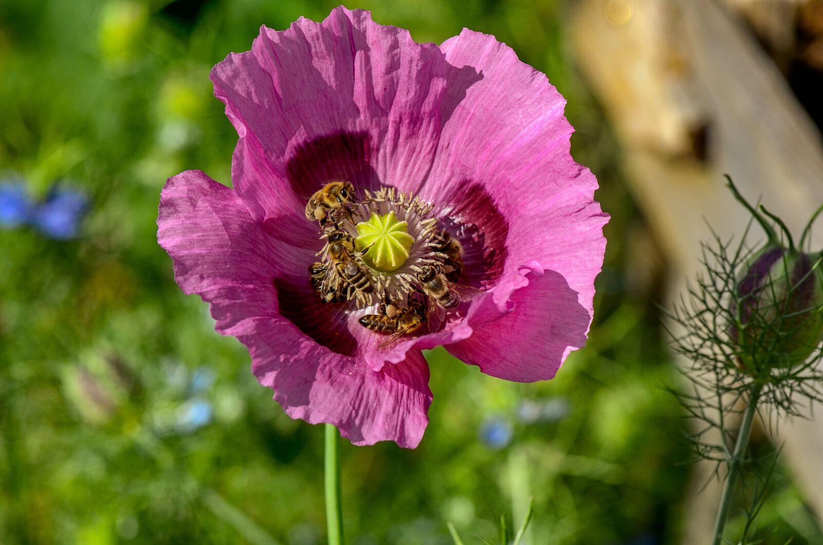 Nikon D7000 sample photo. Poppy, bees, nectar photography