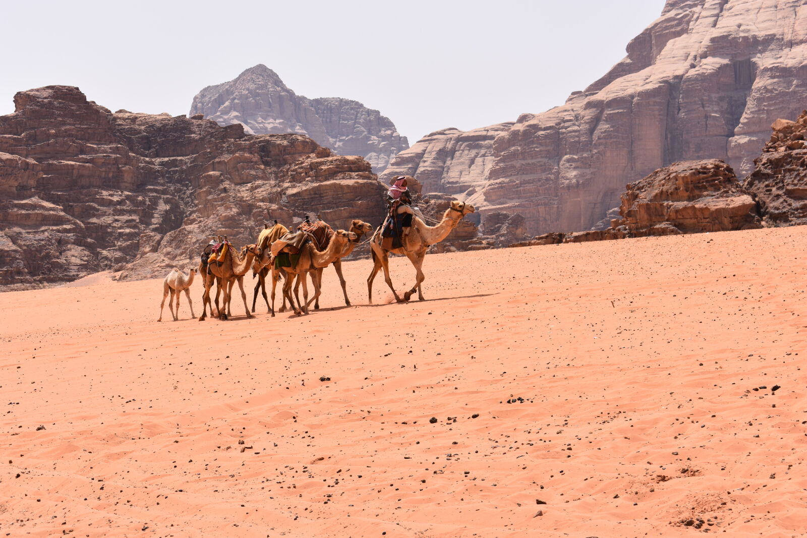 Nikon D3400 + Nikon AF-P DX Nikkor 18-55mm F3.5-5.6G sample photo. Arabian, camel, camel, camels photography