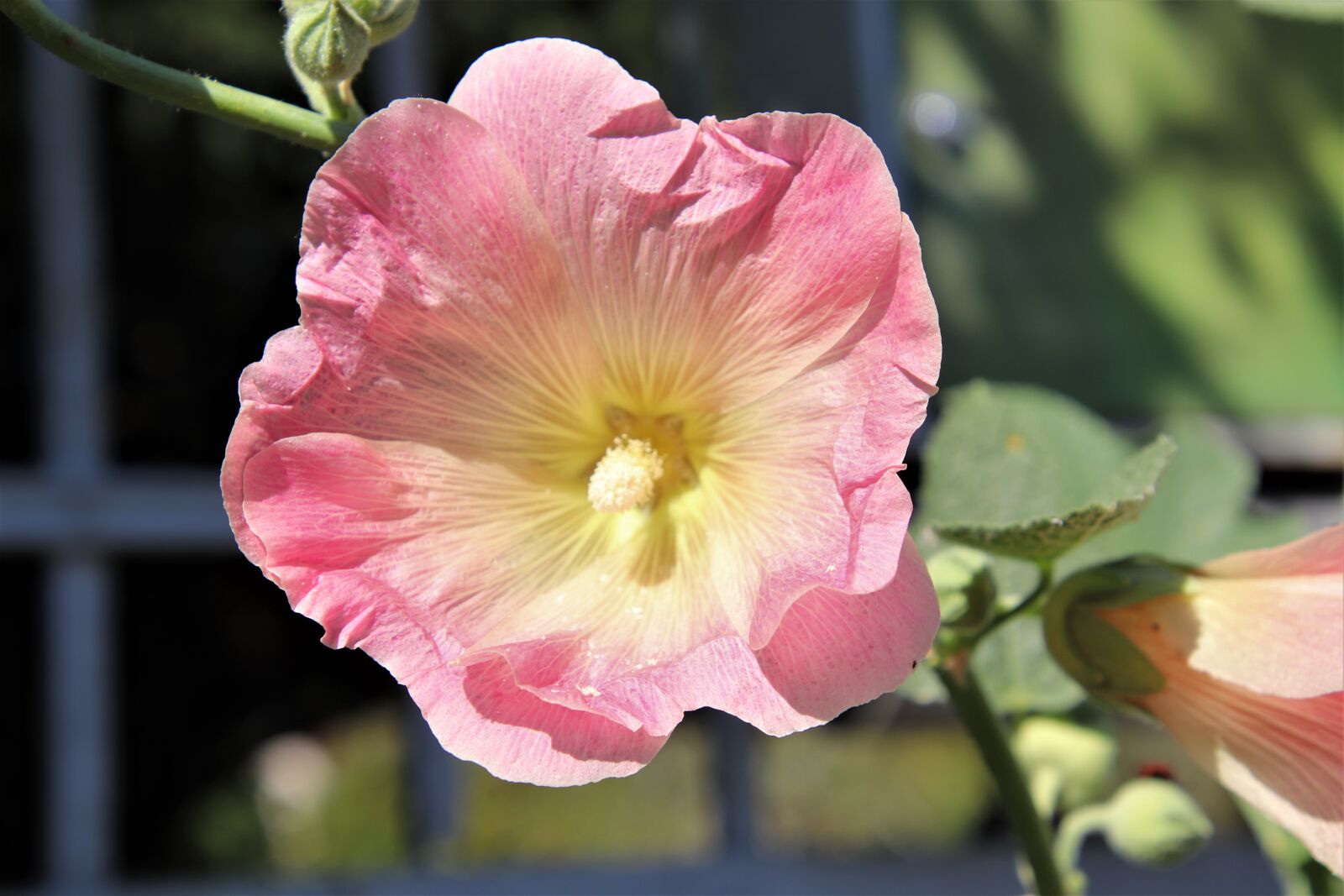 Canon EOS 800D (EOS Rebel T7i / EOS Kiss X9i) sample photo. Hollyhock, flowers, plants photography