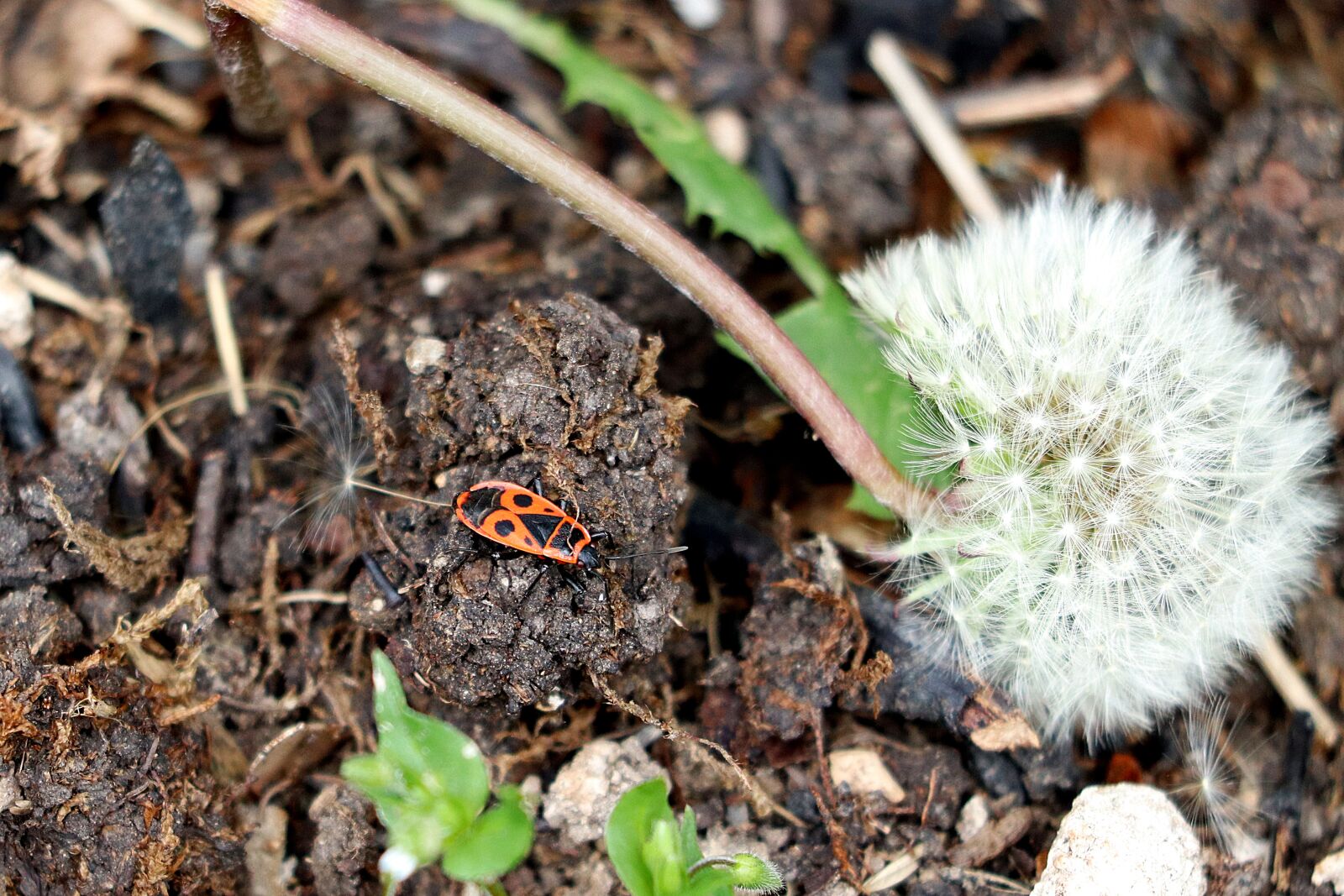 Canon EOS 77D (EOS 9000D / EOS 770D) sample photo. Beetle, fire bug, dandelion photography