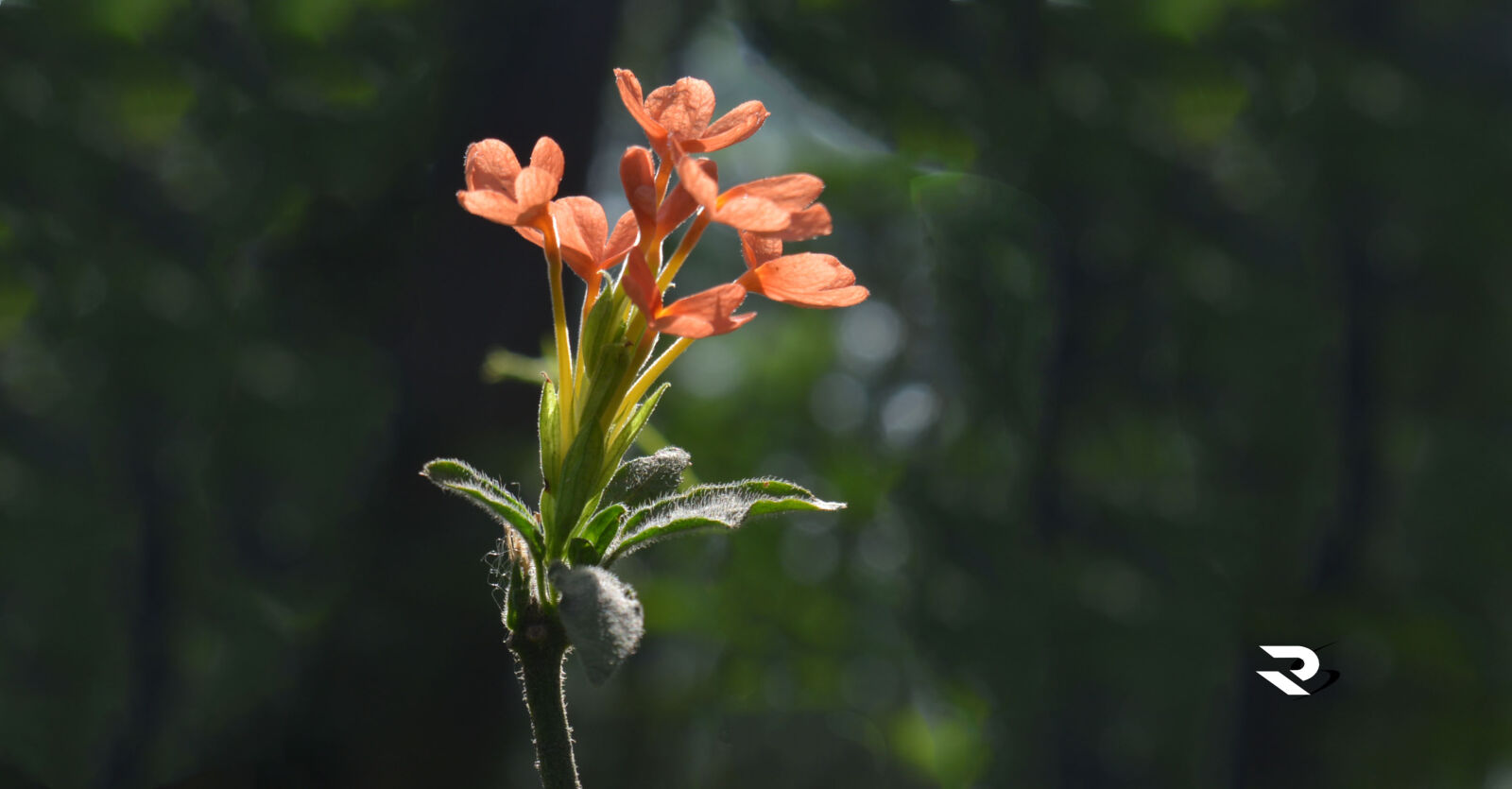 Nikon D5200 sample photo. Adobephotoshop, dslr, flower, photography photography