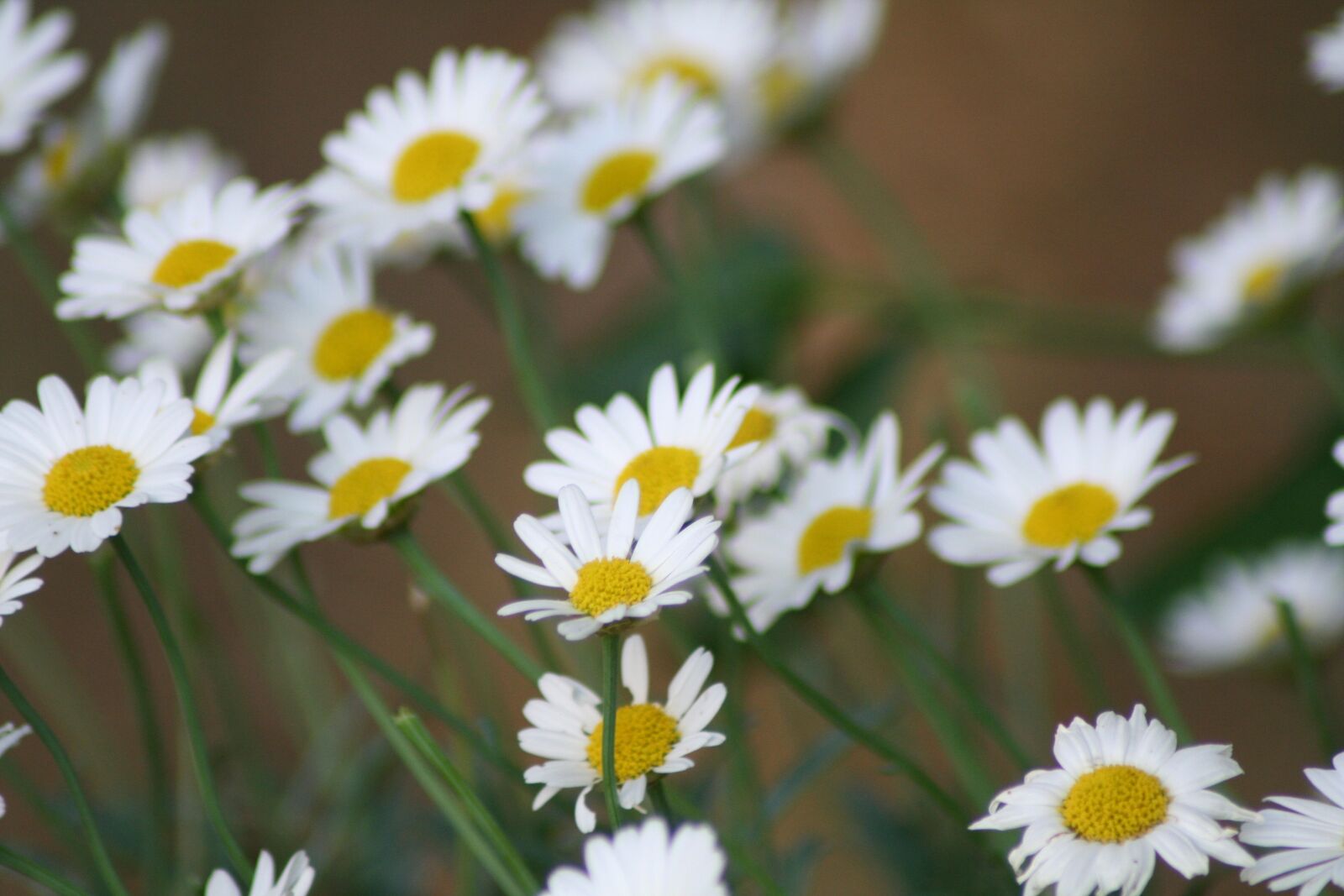 Canon EOS 350D (EOS Digital Rebel XT / EOS Kiss Digital N) sample photo. Flower, marguerite, blossom photography