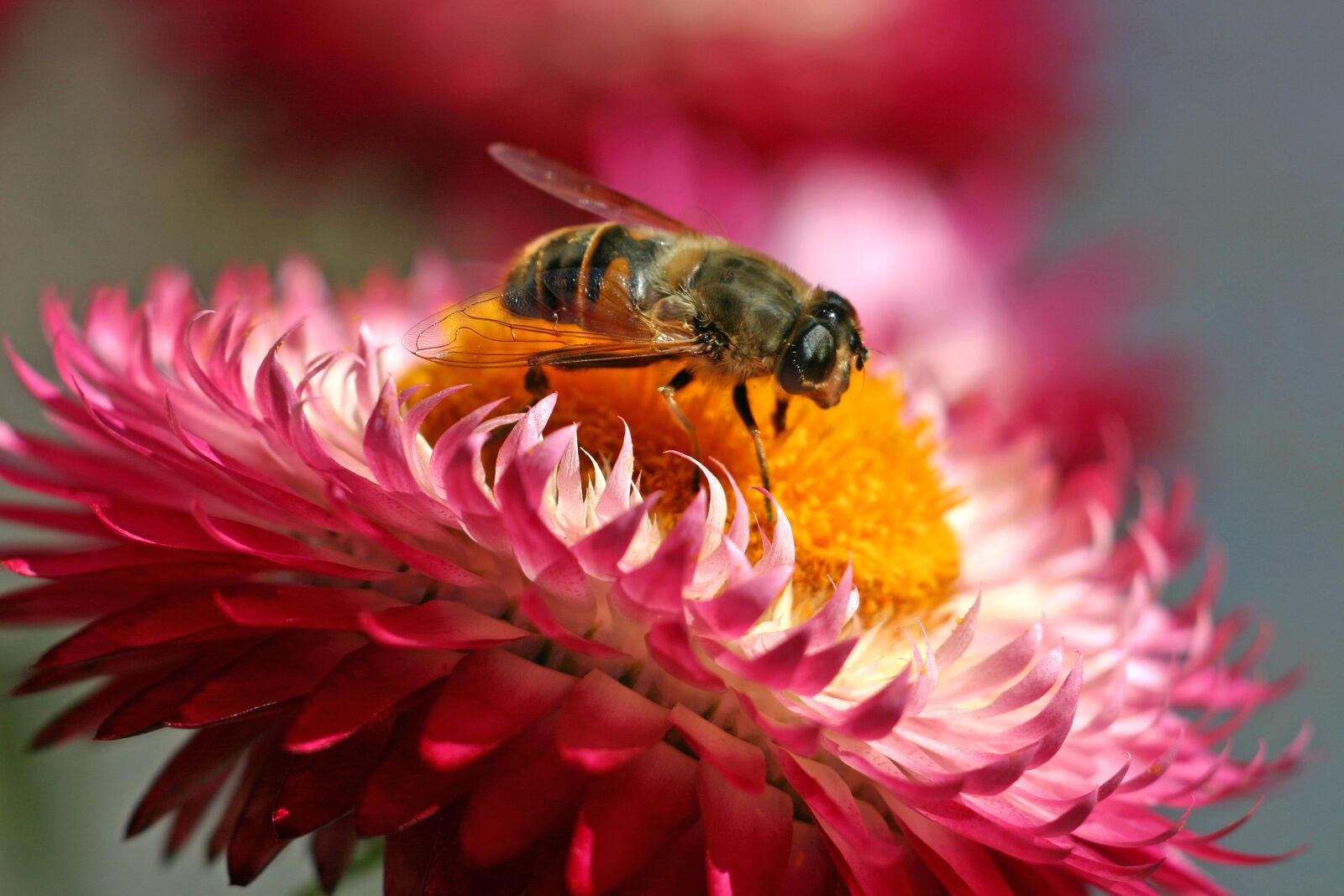 Canon EOS 300D (EOS Digital Rebel / EOS Kiss Digital) sample photo. Hoverfly, insect, blossom photography