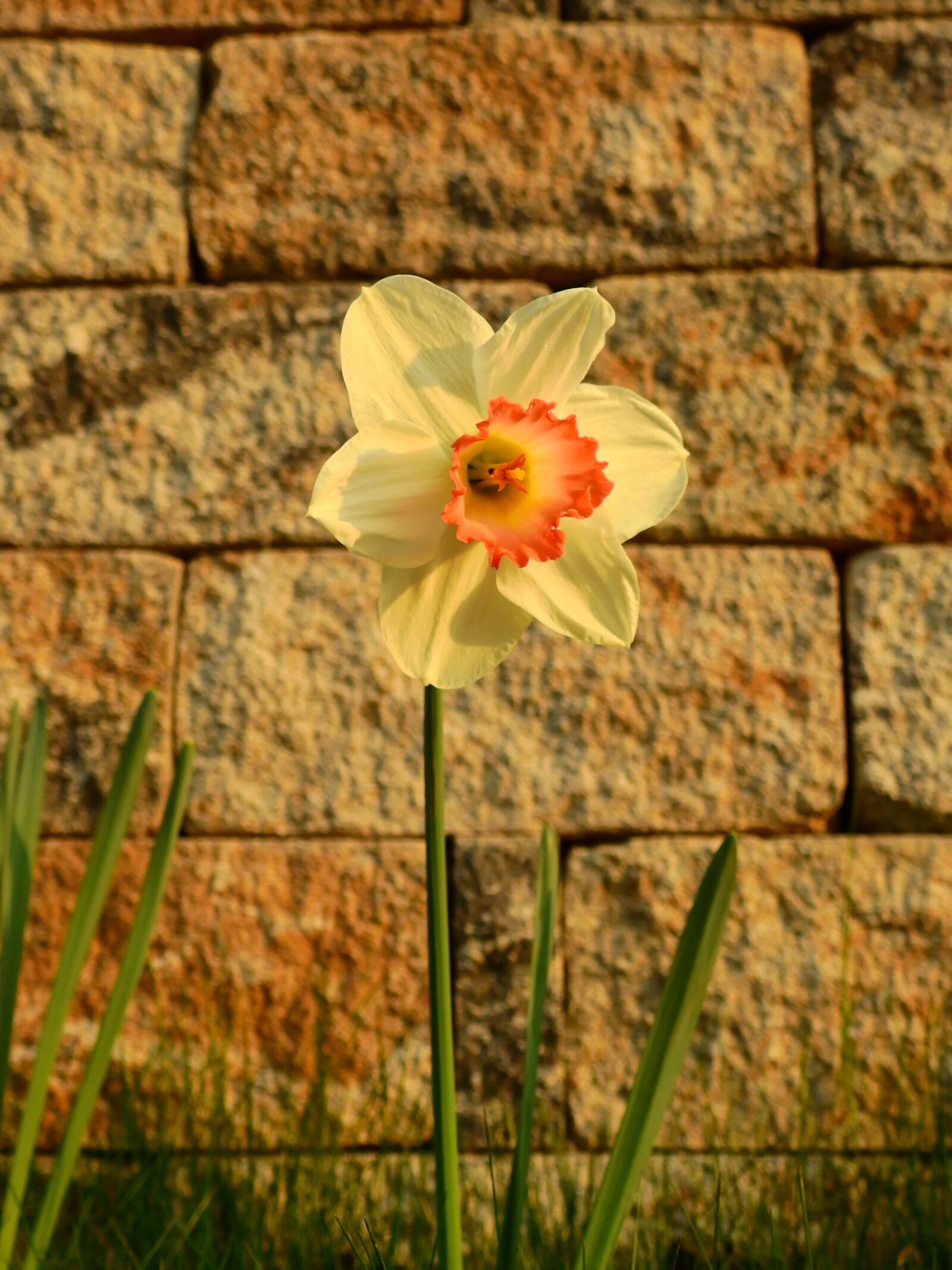 Nikon Coolpix P900 sample photo. Daffodils, osterglocken, easter photography