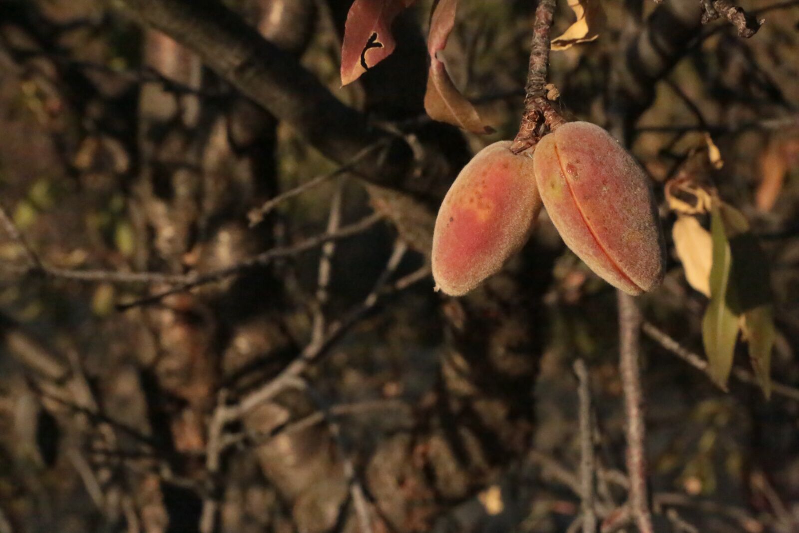 Canon EOS 5D Mark III sample photo. Almond, tree, almond tree photography