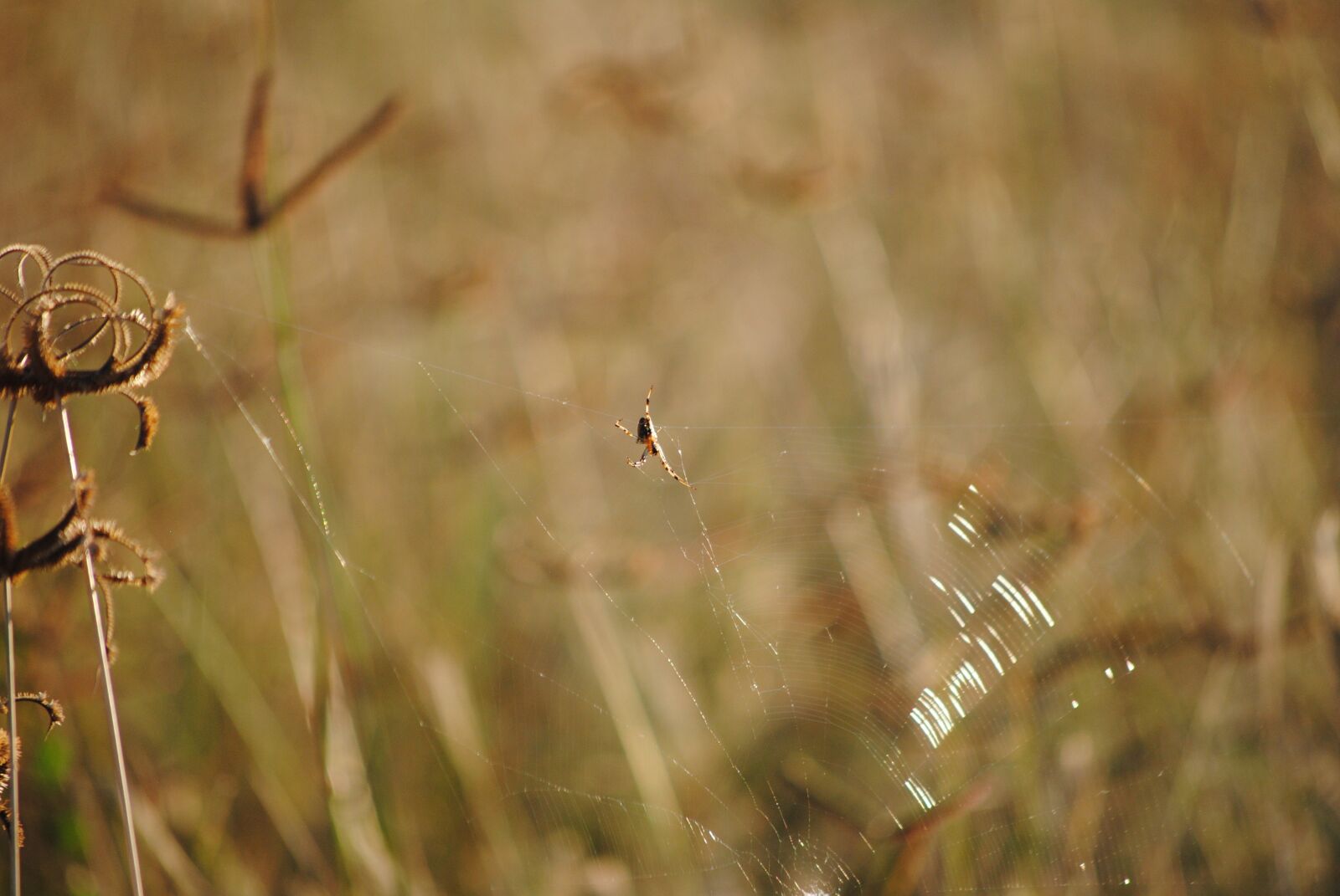 Nikon D3000 sample photo. Grass, spider, africa photography