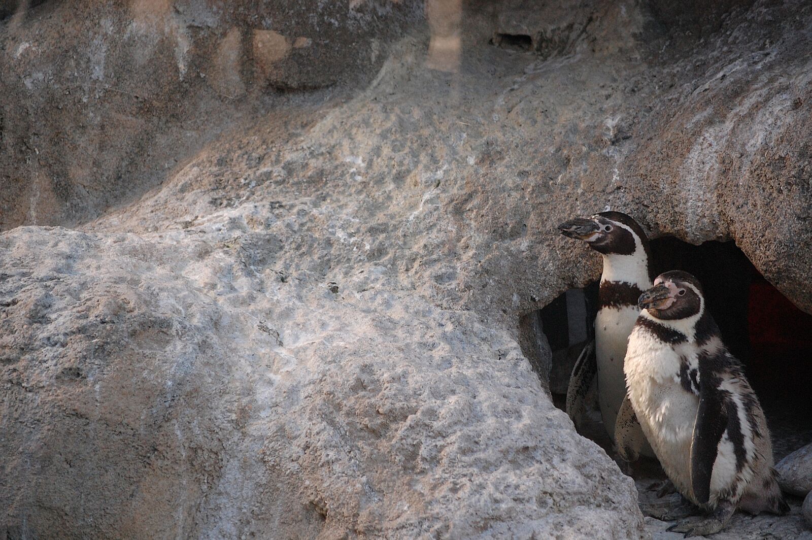 Nikon D40 sample photo. Zoo, penguin, bird photography