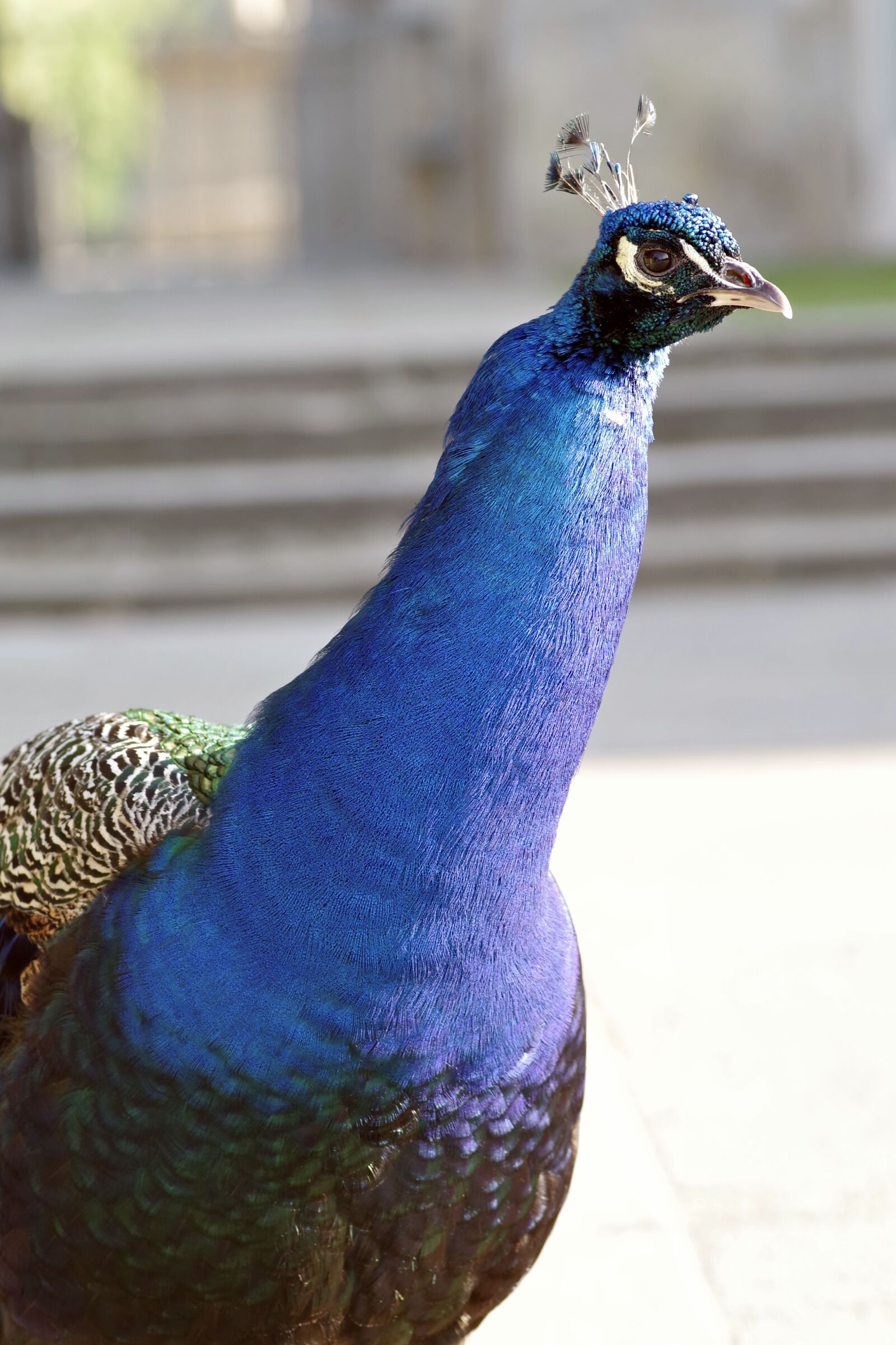 Pentax K-S2 sample photo. Peacock, bird, park tail photography