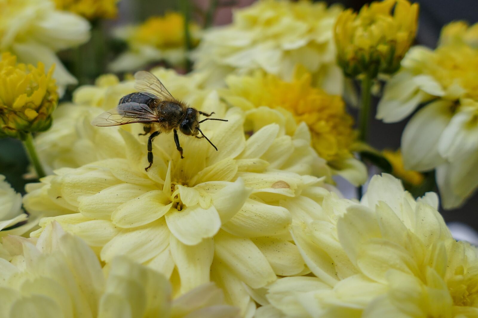 Panasonic Lumix DMC-FZ1000 sample photo. Bee, flower, pollination photography