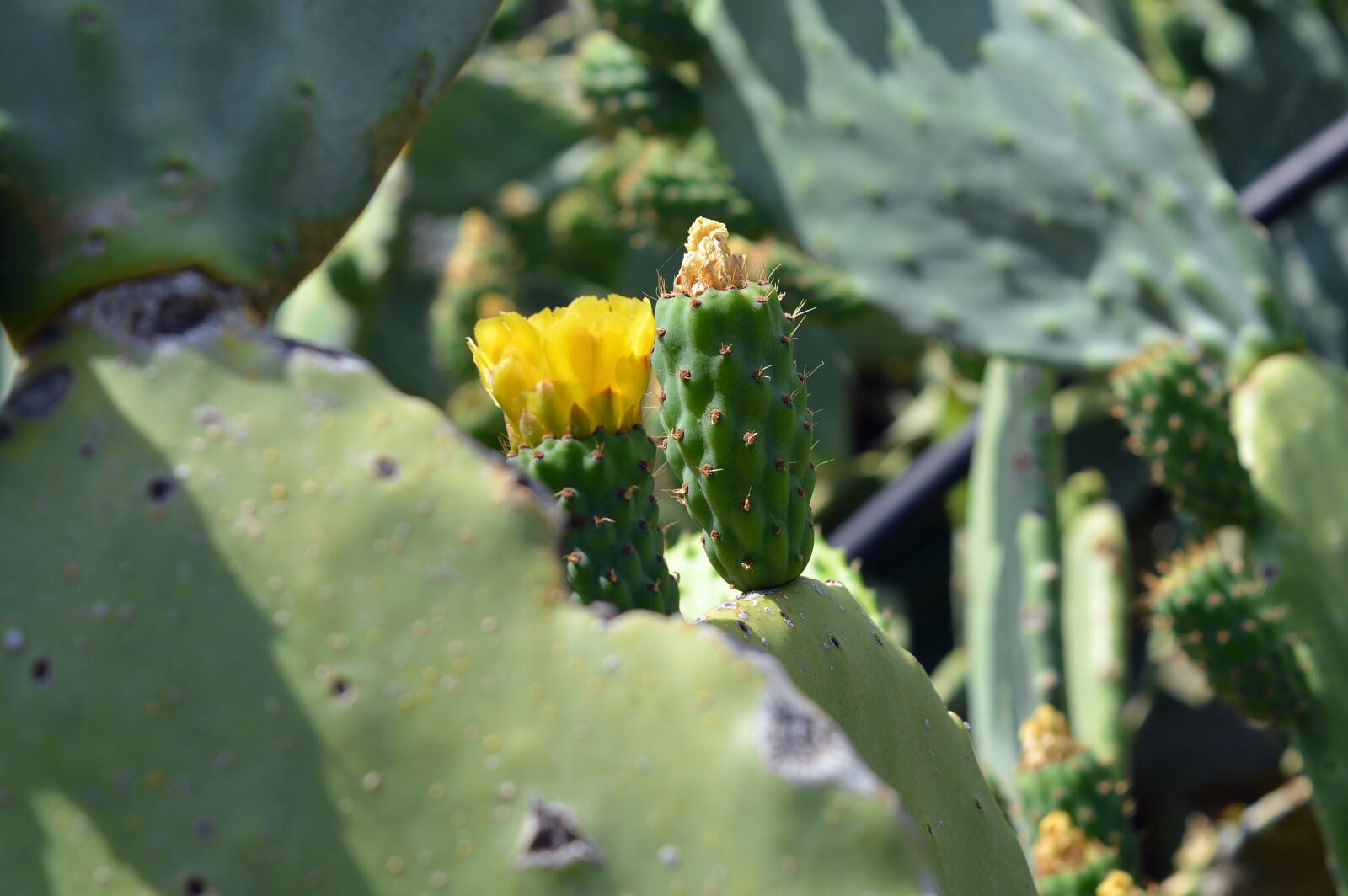 Nikon D3200 sample photo. Prickly pear, flower, thorny photography