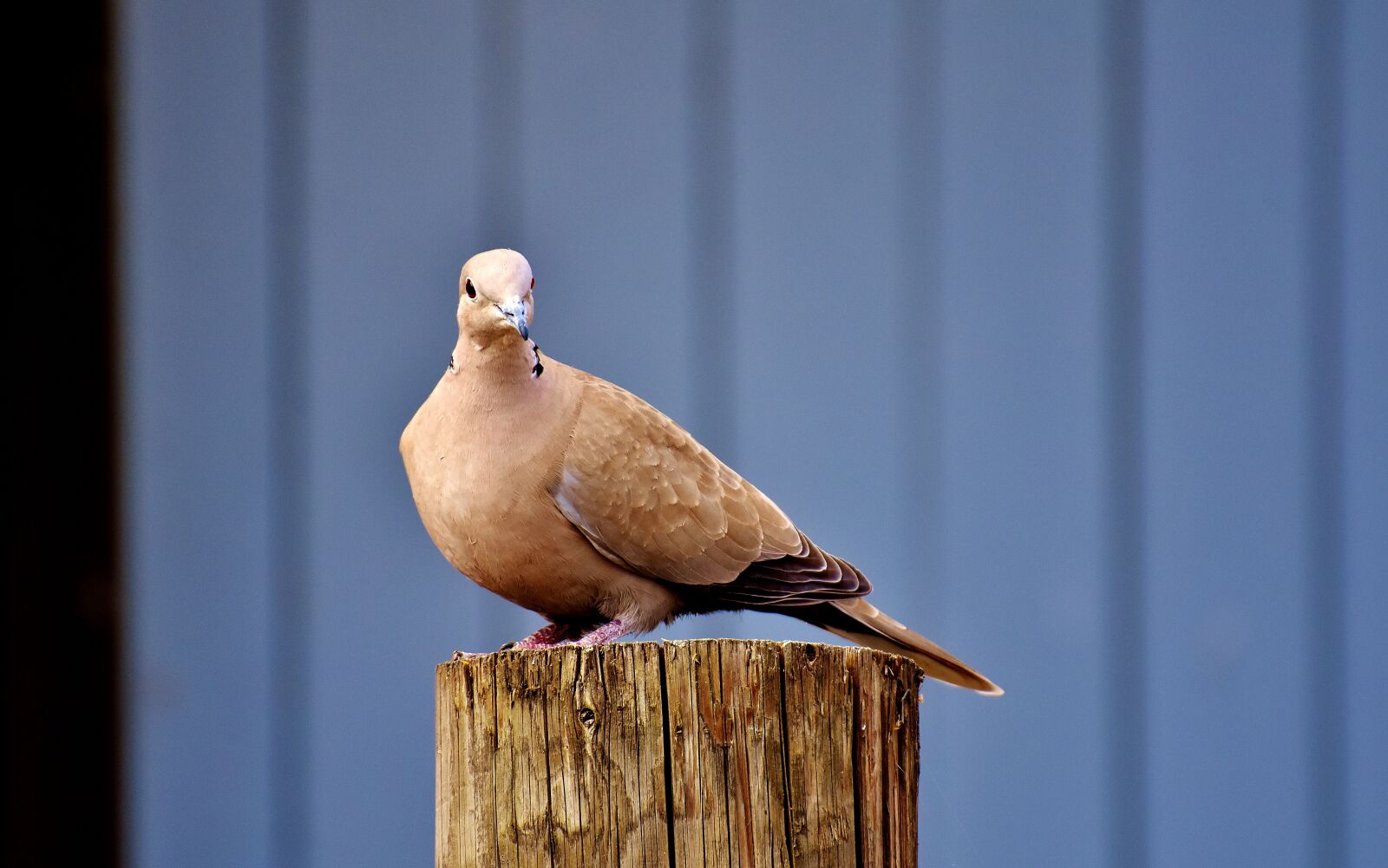Nikon D7200 sample photo. Collared, bird, plumage photography