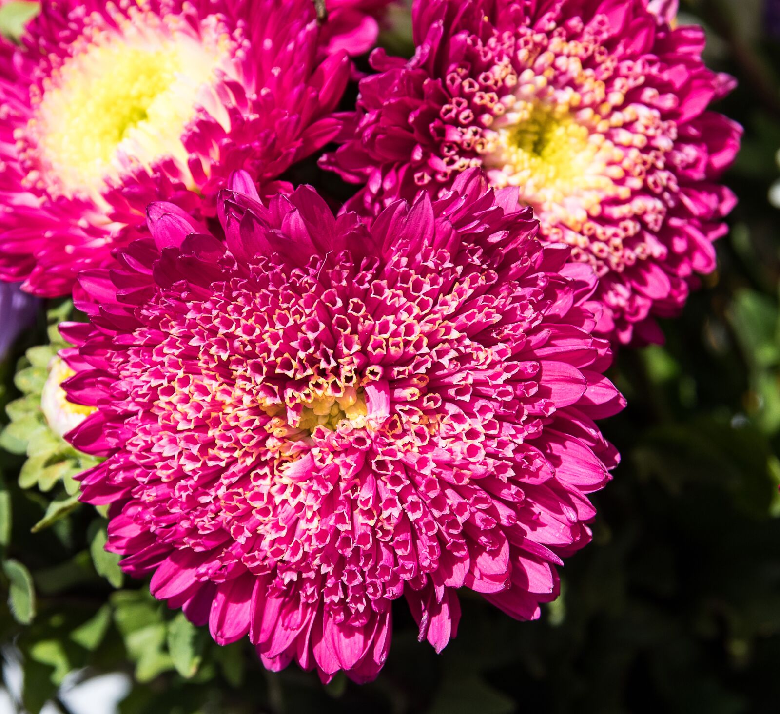 Canon EOS 80D sample photo. Aster, asters, flowers photography