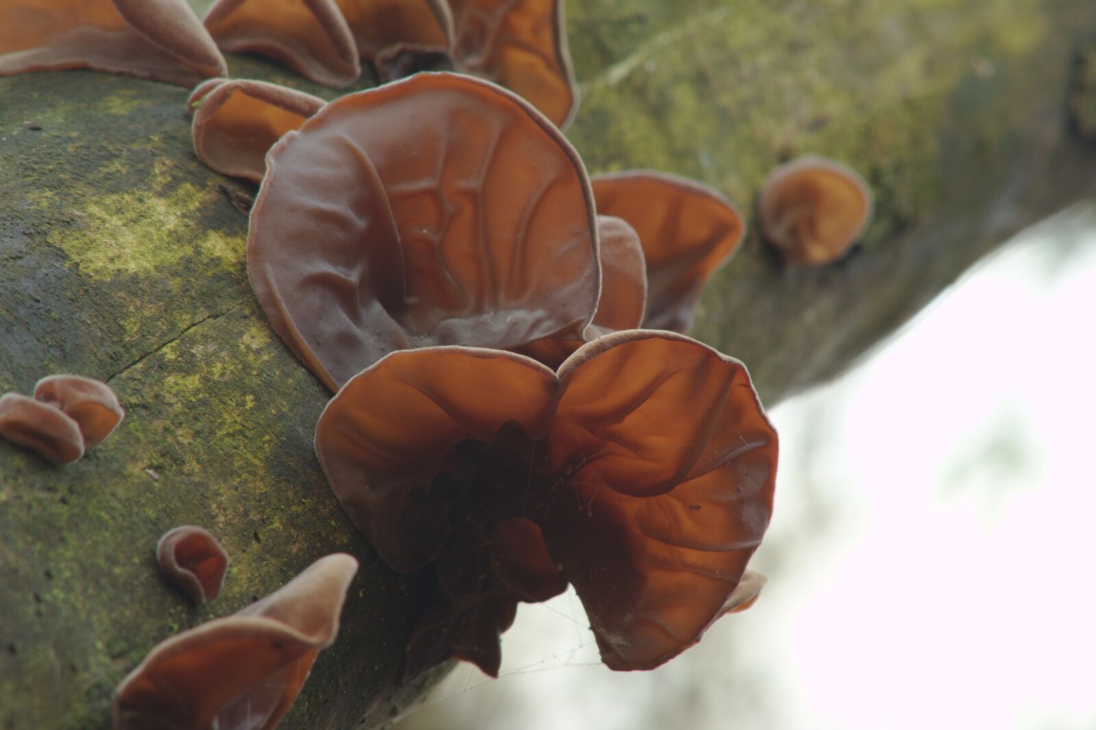Canon EOS 550D (EOS Rebel T2i / EOS Kiss X4) sample photo. Judas ear, jews ear photography