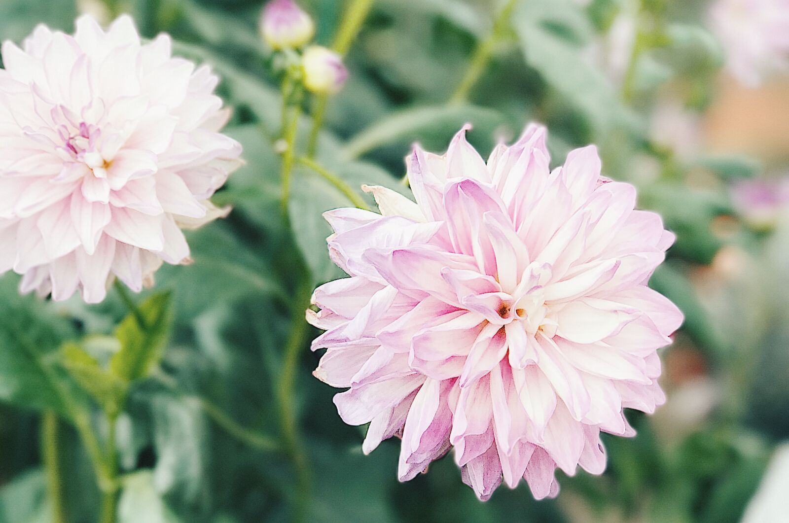 Apple iPhone 7 Plus sample photo. Beautiful, flowers, flower, garden photography