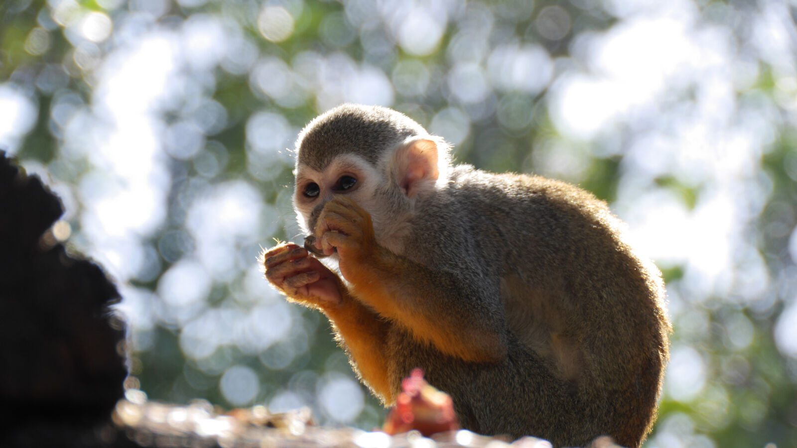 Panasonic Lumix DMC-GH3 sample photo. Monkey photography