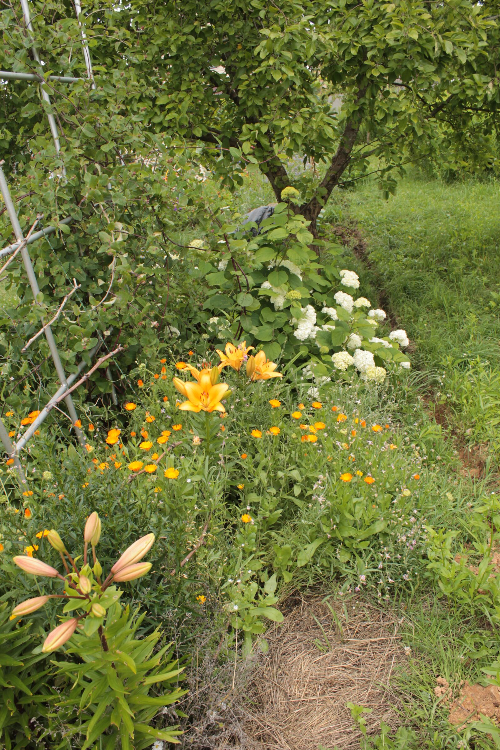 Canon EOS 1100D (EOS Rebel T3 / EOS Kiss X50) sample photo. Flowers, lily, marigold photography