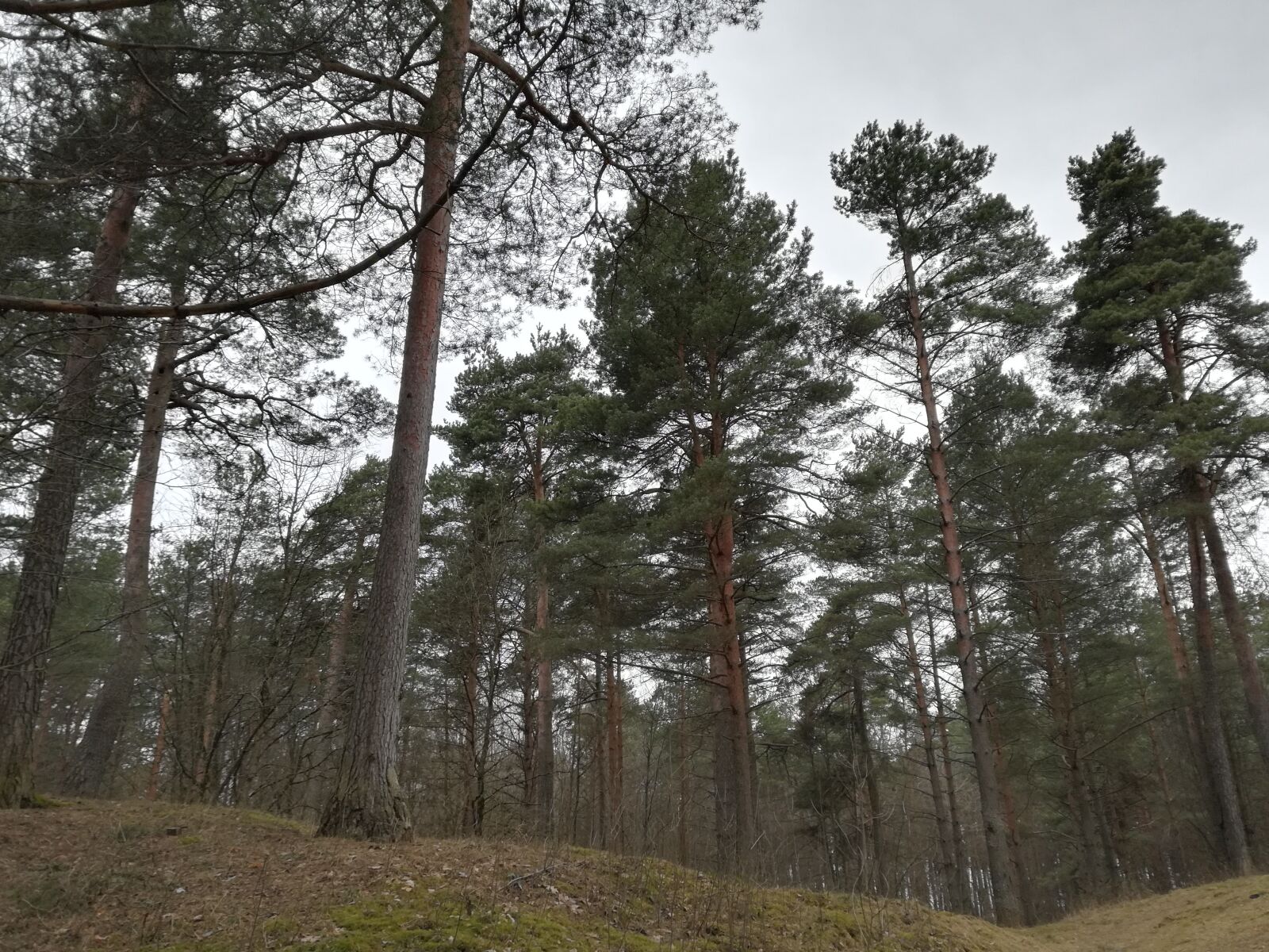 HUAWEI P10 lite sample photo. Forest, pine, coniferous photography