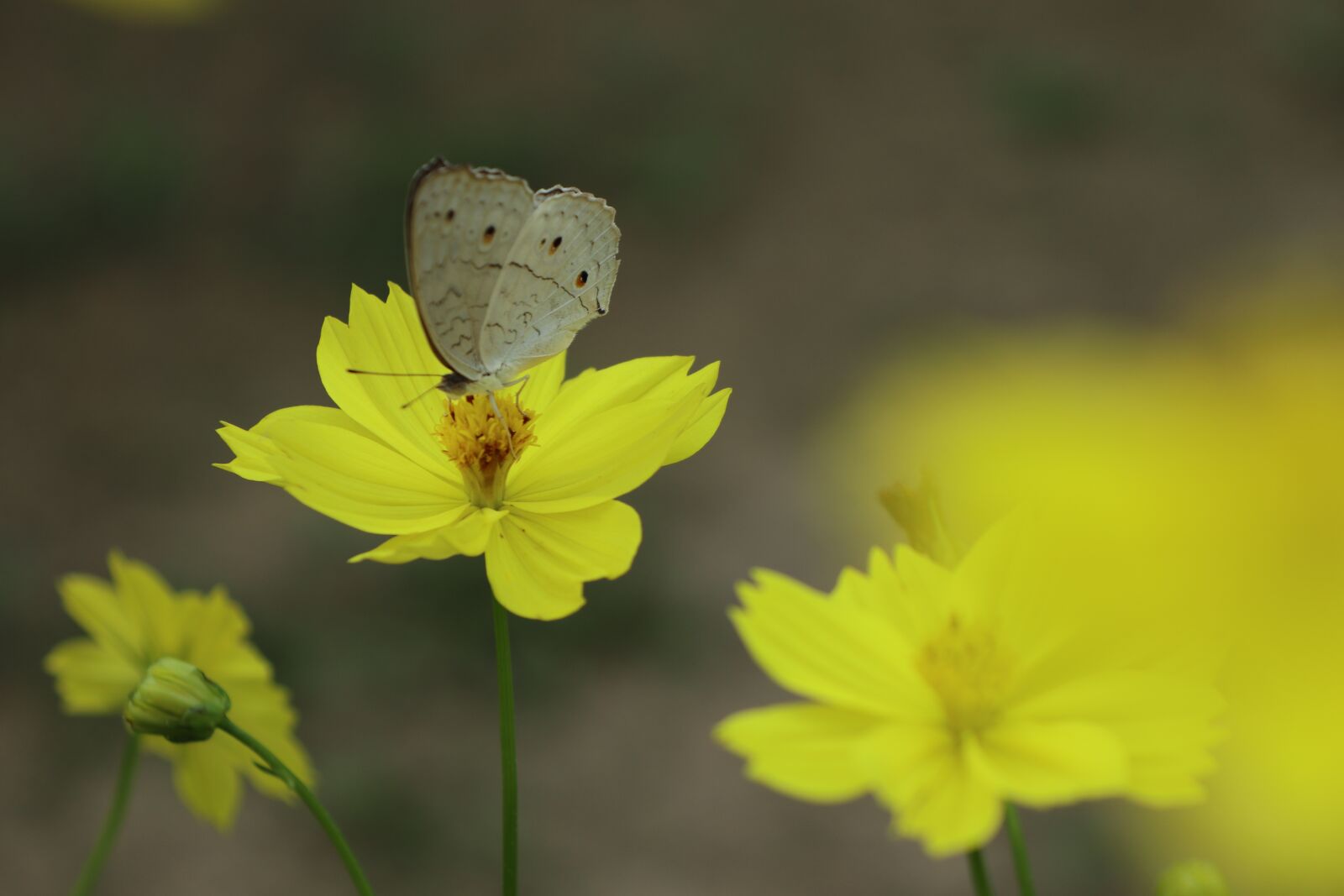 Canon EOS M6 sample photo. Butterfly, yellow flower, gardening photography