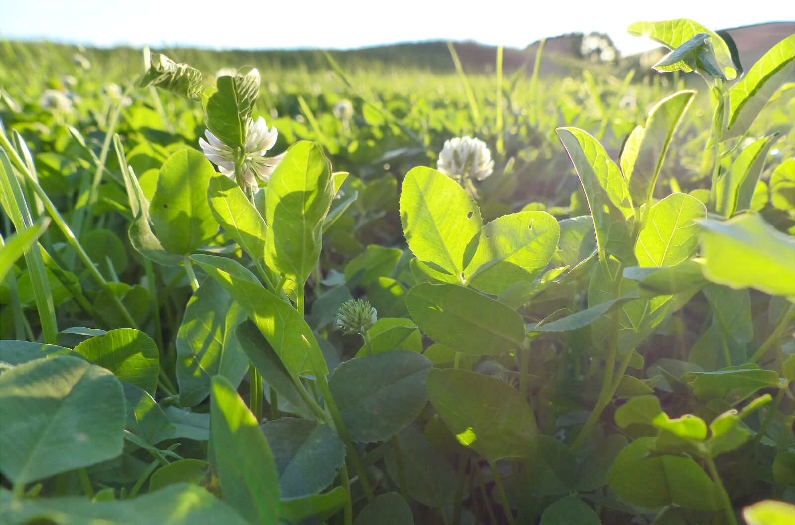 Panasonic PHOTOfunSTUDIO 8.3 PE sample photo. Clover, flower, sheet photography