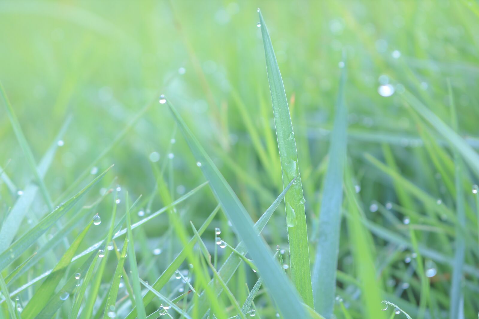 Canon EOS 750D (EOS Rebel T6i / EOS Kiss X8i) sample photo. Green, droplets, color photography