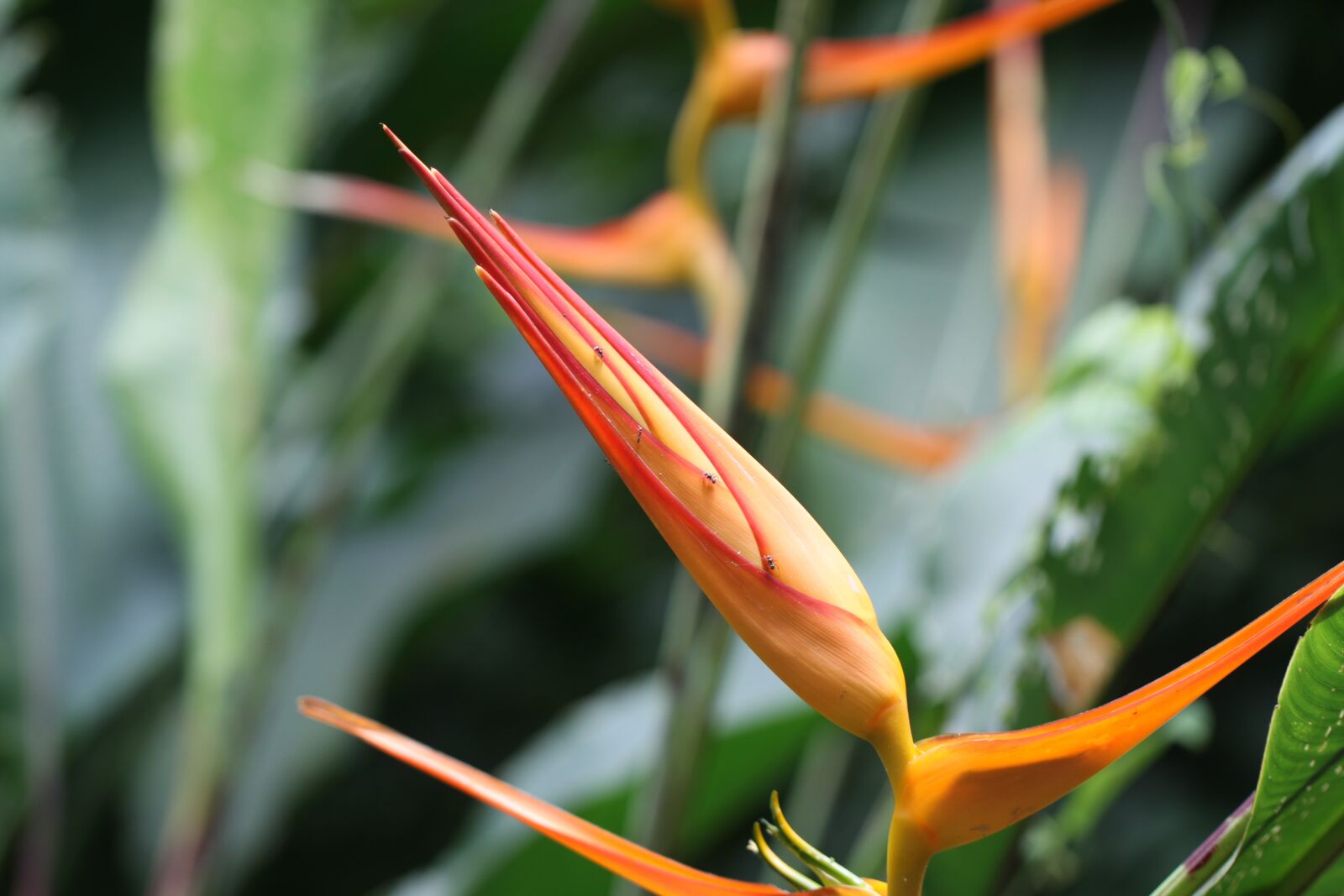 Canon EOS 50D sample photo. Heliconia psittacorum prob, orange photography