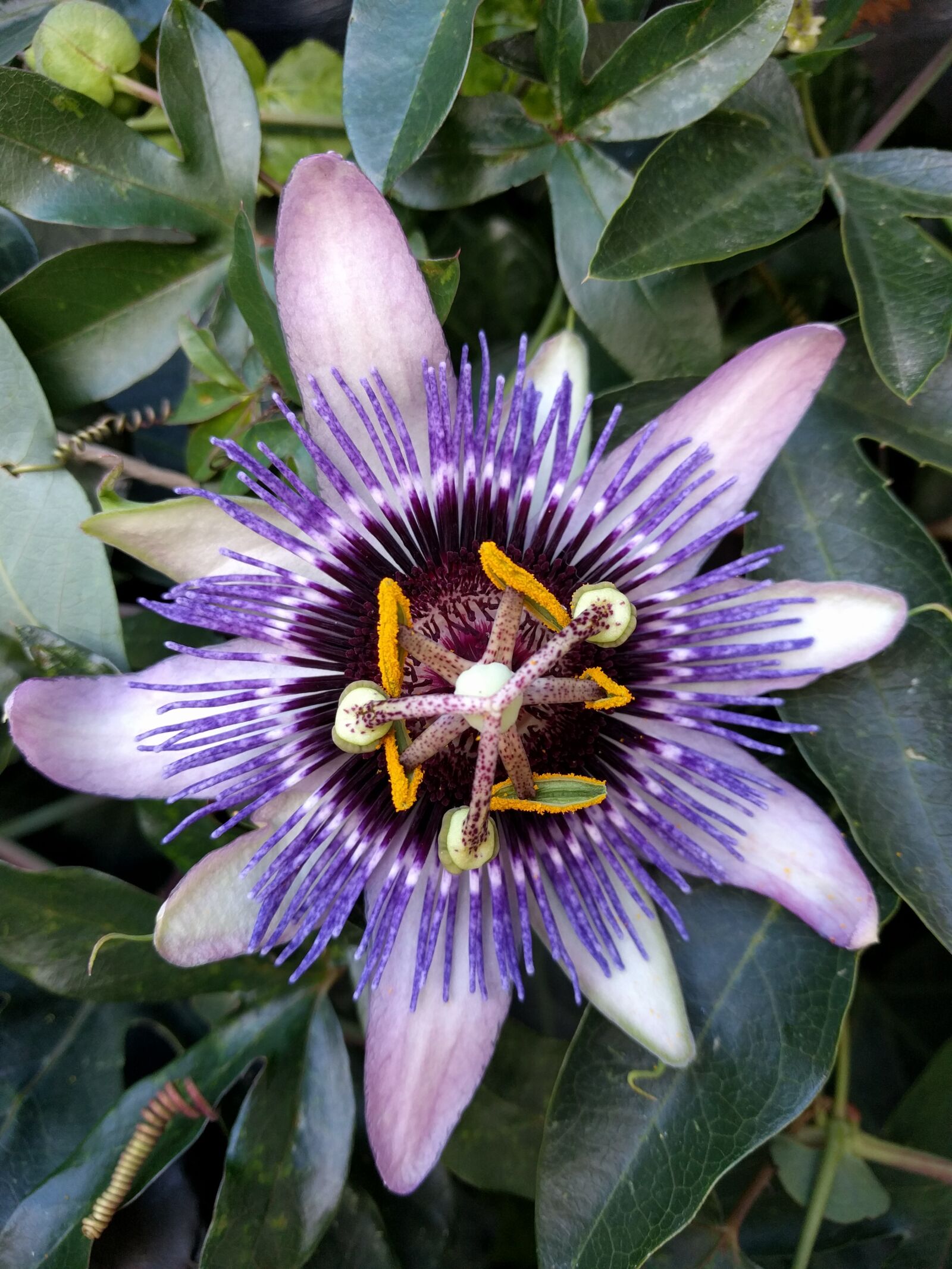 LG Nexus 5X sample photo. Passion, flower, purple photography