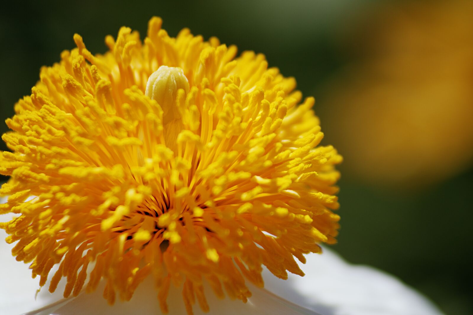 Canon EOS 750D (EOS Rebel T6i / EOS Kiss X8i) sample photo. Flower, petal, stem photography