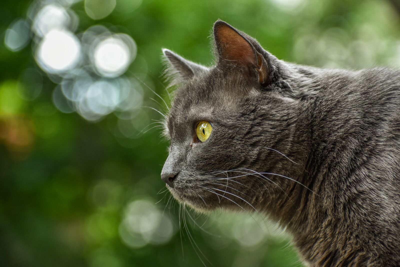 Nikon D3400 sample photo. Animal, cat, grey photography