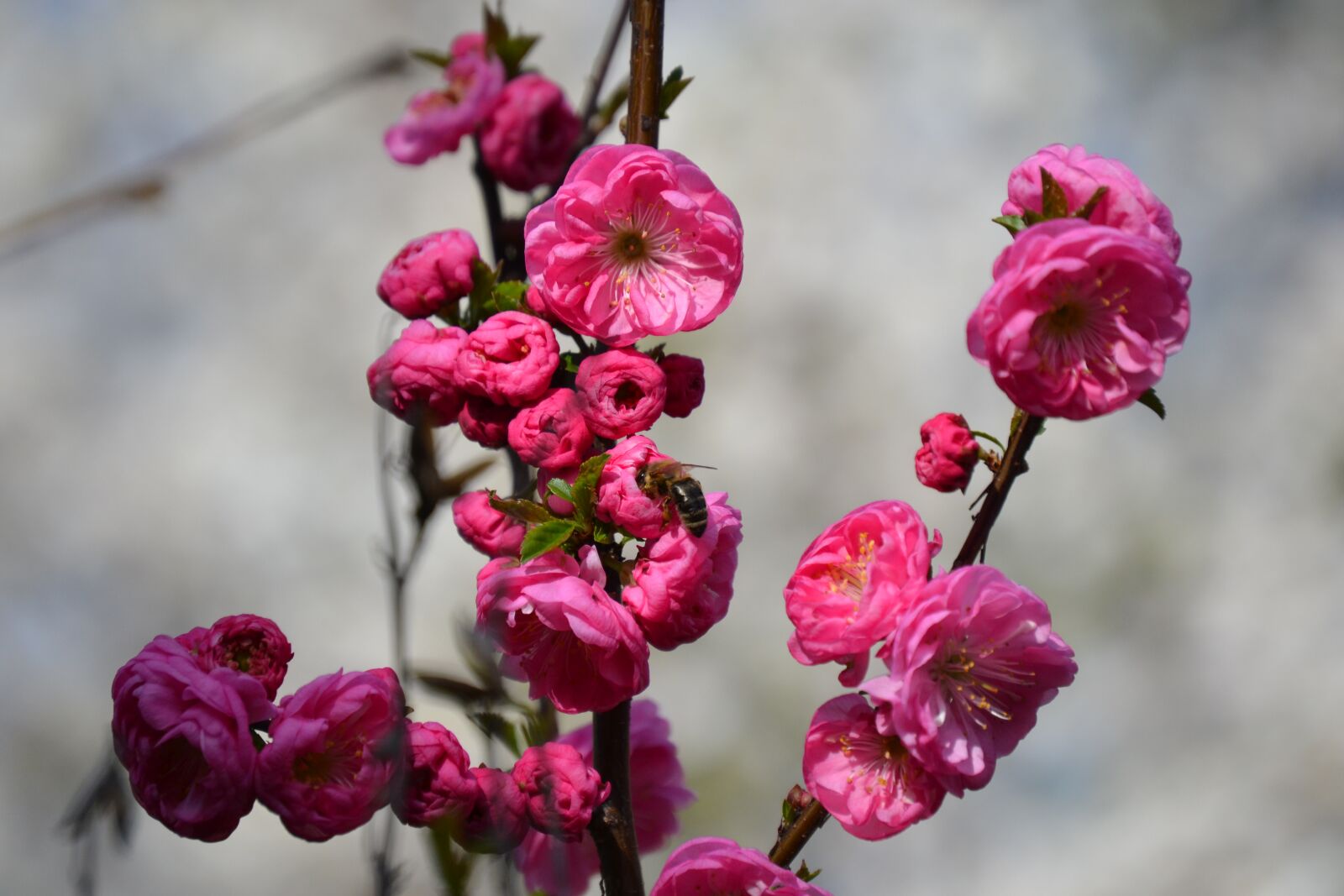 Nikon D3100 sample photo. Flowers, tree, branch photography