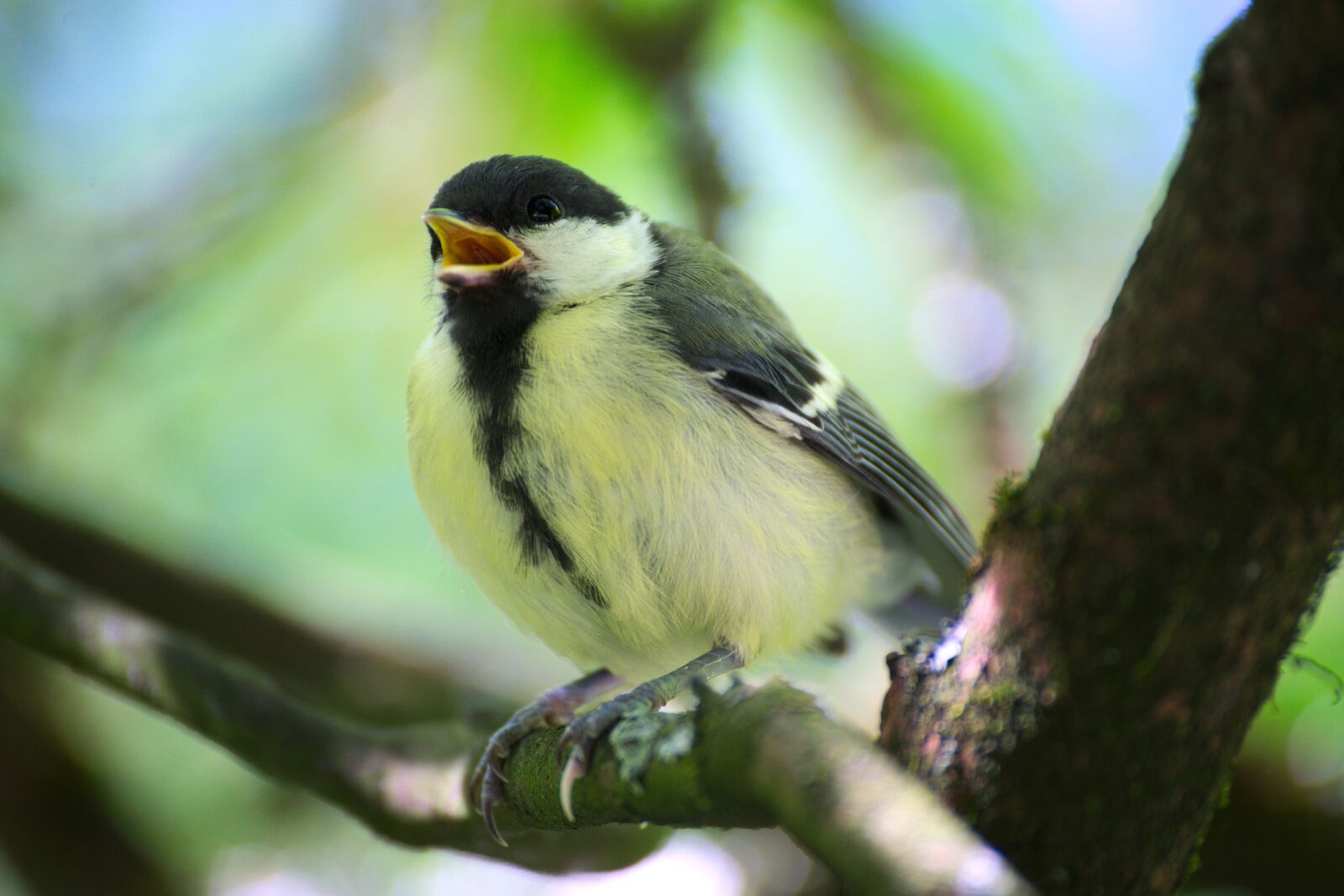 Nikon D600 sample photo. Tit, bird, garden photography