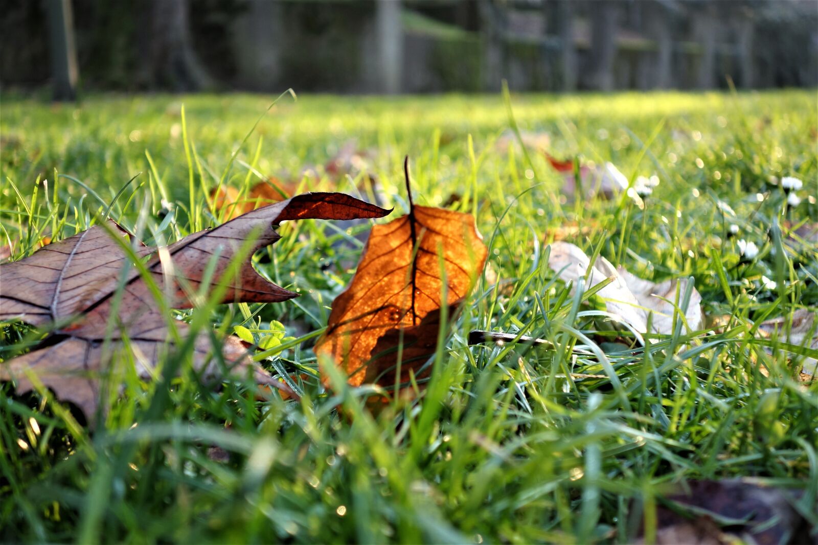Sony Cyber-shot DSC-RX100 II sample photo. Leaf, brown, december photography