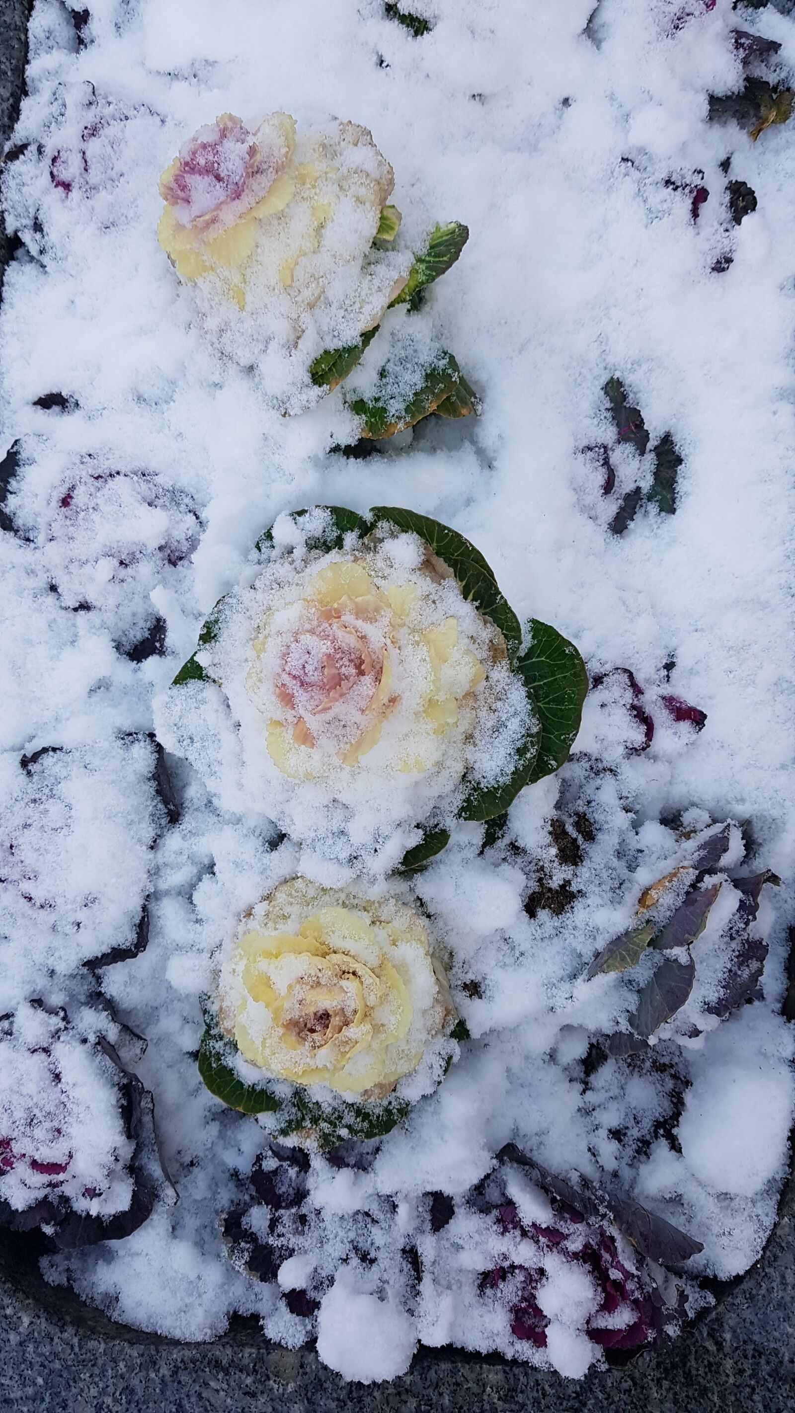 Samsung Galaxy Note Fan Edition sample photo. Snow, flower, winter photography