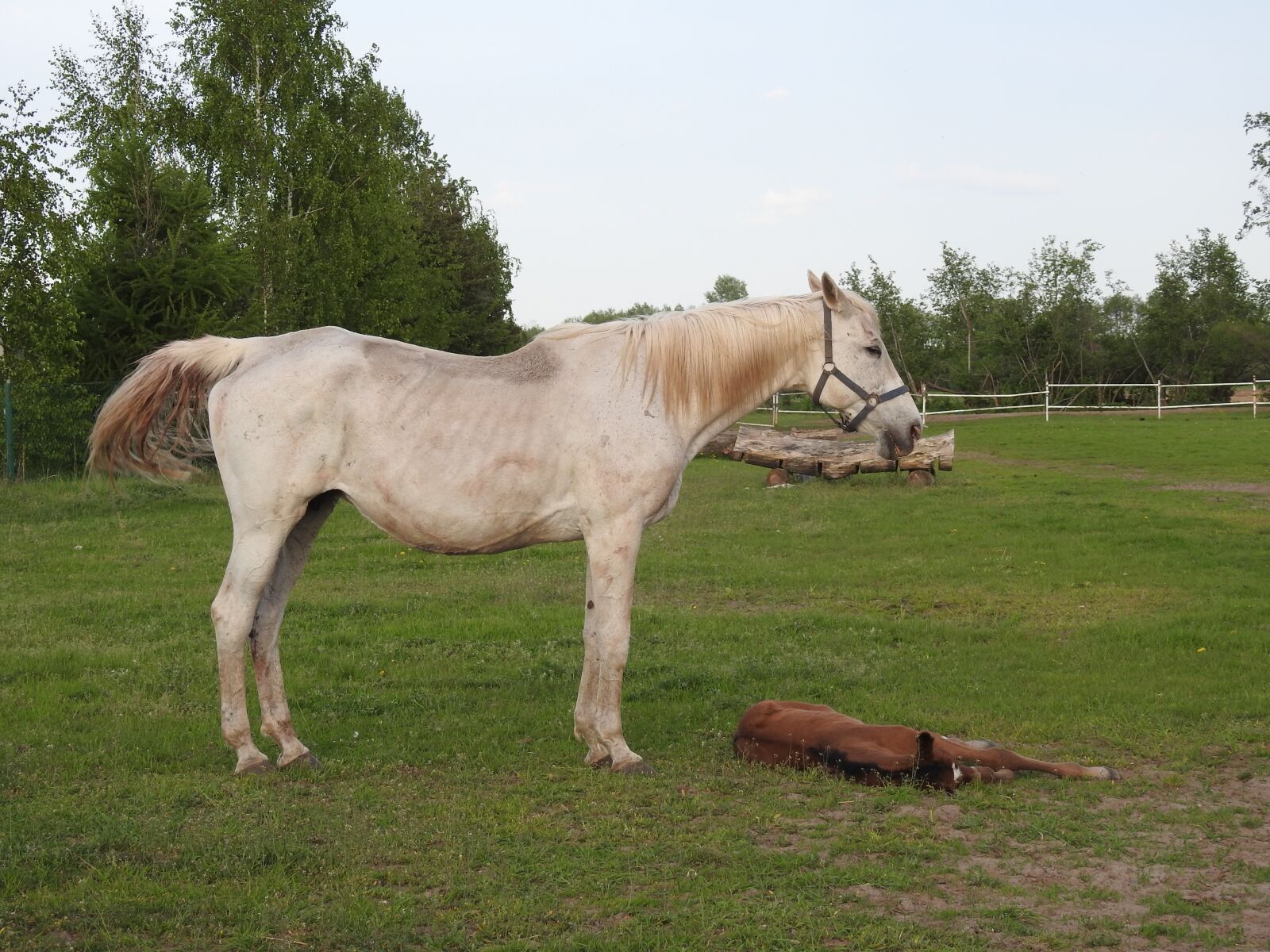 Nikon Coolpix P900 sample photo. Farm, mammals, lawn photography