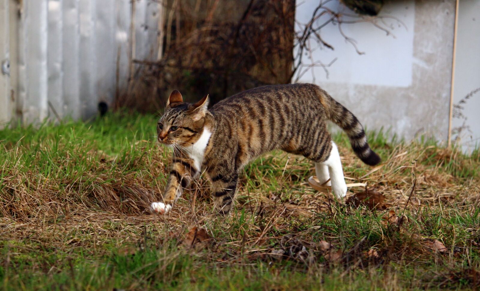Canon EOS 100D (EOS Rebel SL1 / EOS Kiss X7) sample photo. Cat, mackerel, kitten photography