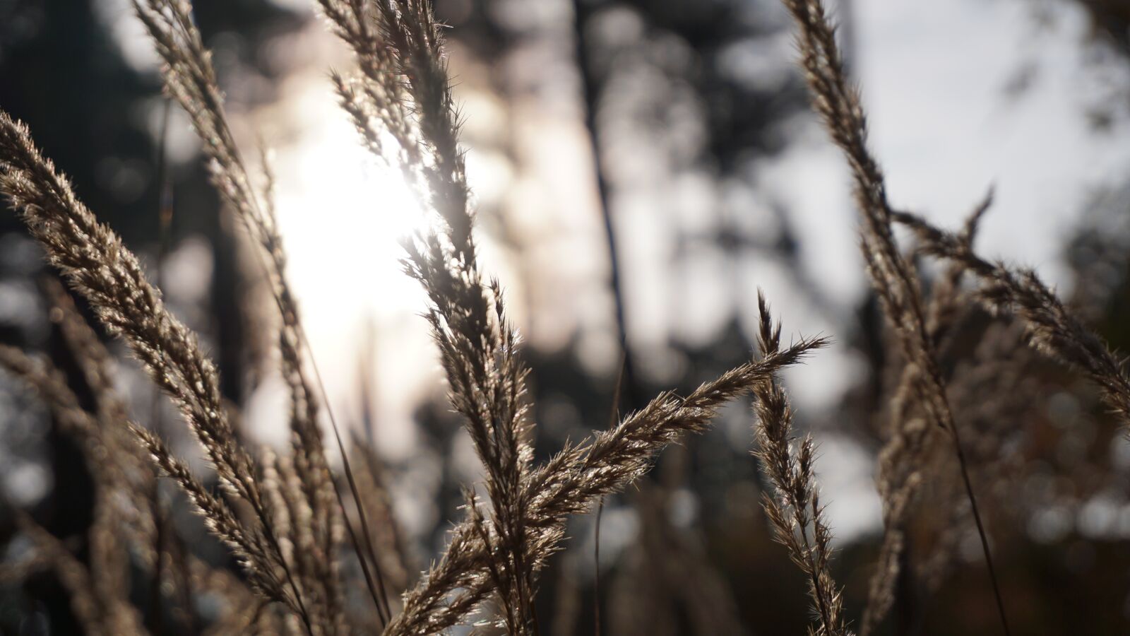 Sony E 16-50mm F3.5-5.6 PZ OSS sample photo. Grasses, nature, grass photography