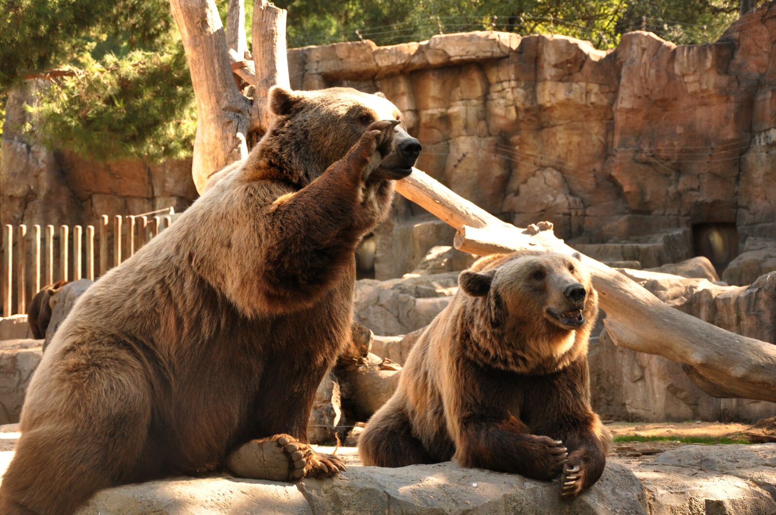 Nikon D90 sample photo. Bear, bears, zoo photography