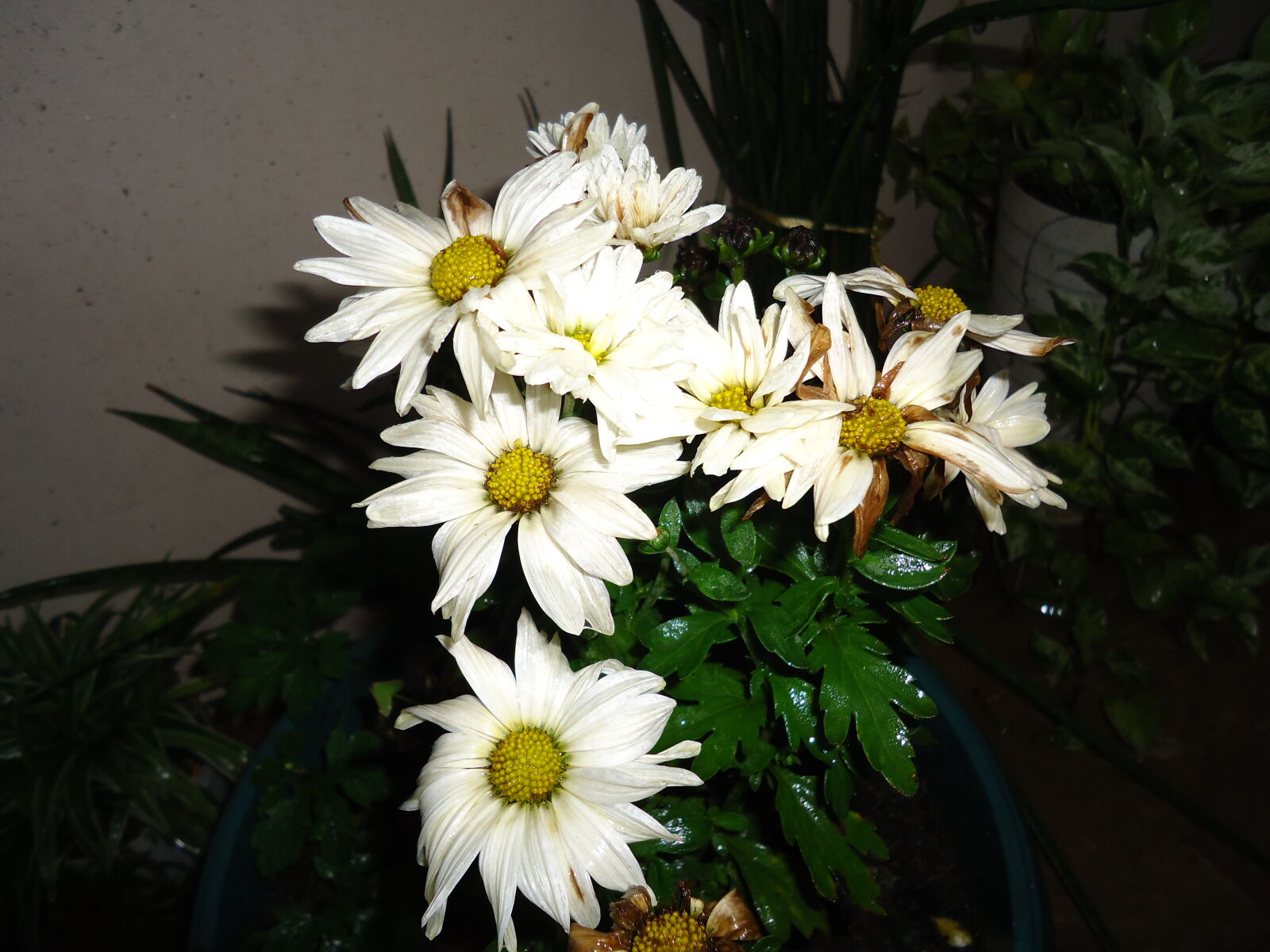 Sony Cyber-shot DSC-W610 sample photo. Daisy photography