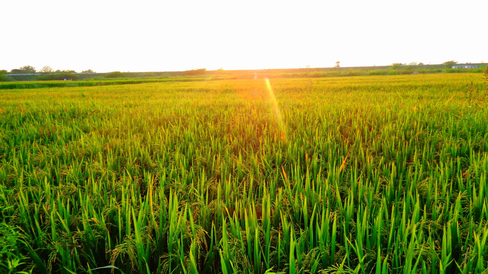 Sony Cyber-shot DSC-W830 sample photo. Agricultural, evening, sun, grain photography