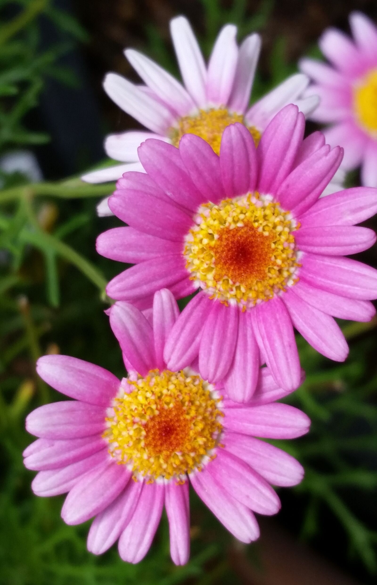 Samsung Galaxy S5 sample photo. Flowers, pink, daisies photography