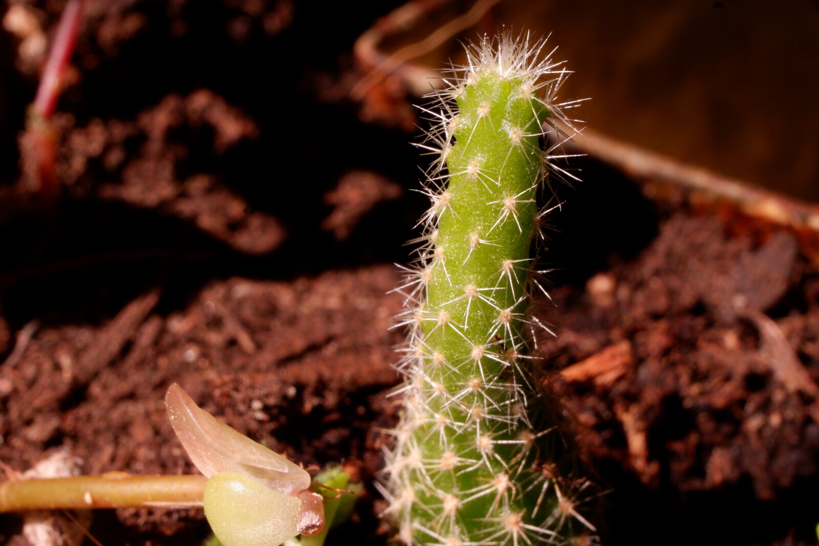 Fujifilm X-A3 sample photo. Succulent, cactus, plant photography