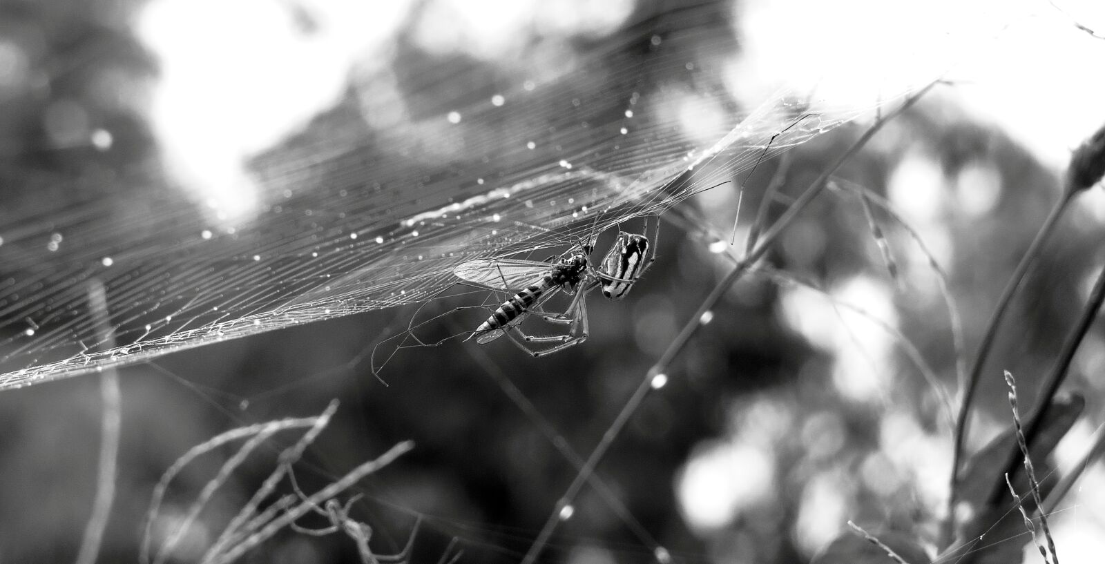 Canon PowerShot SX50 HS sample photo. Black and white, insect photography
