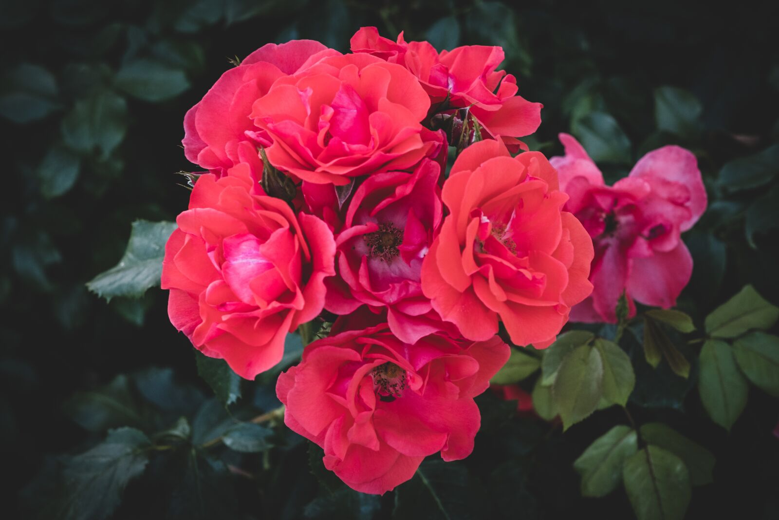 Fujifilm X-T2 + Fujifilm XF 56mm F1.2 R sample photo. Rose, bloom, flower photography