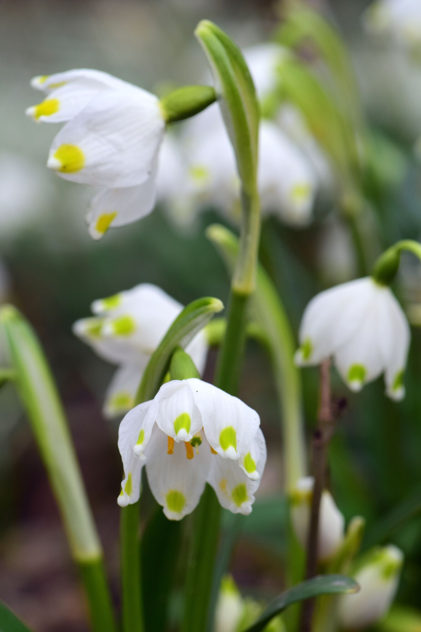 Nikon D3300 sample photo. Snowflake, white, small photography
