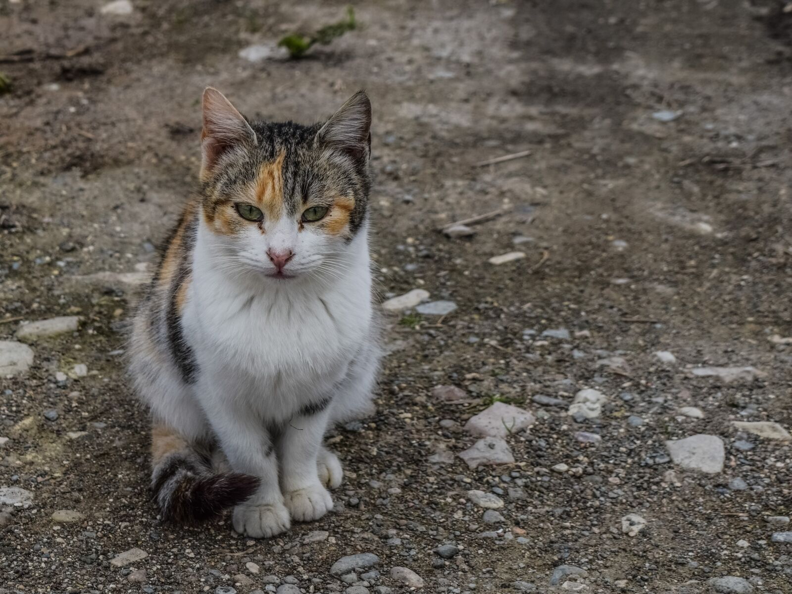 Nikon D3300 sample photo. Cat, stray, animal photography