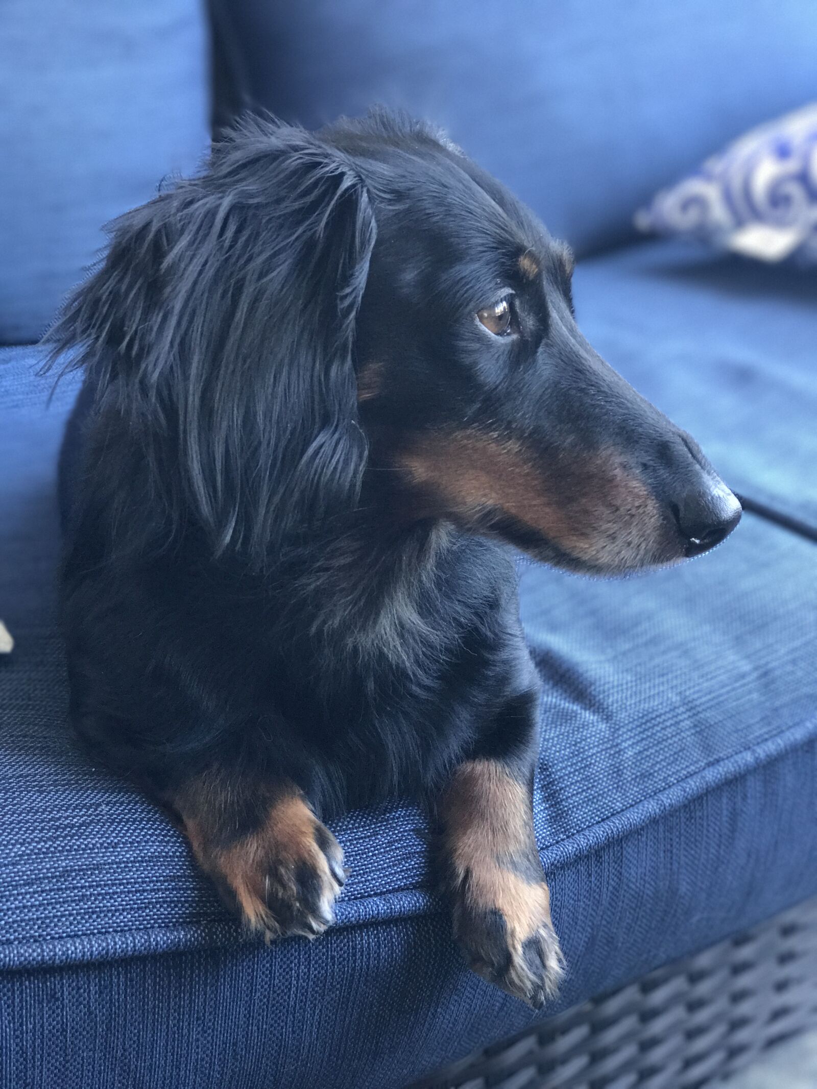 iPhone 7 Plus back dual camera 6.6mm f/2.8 sample photo