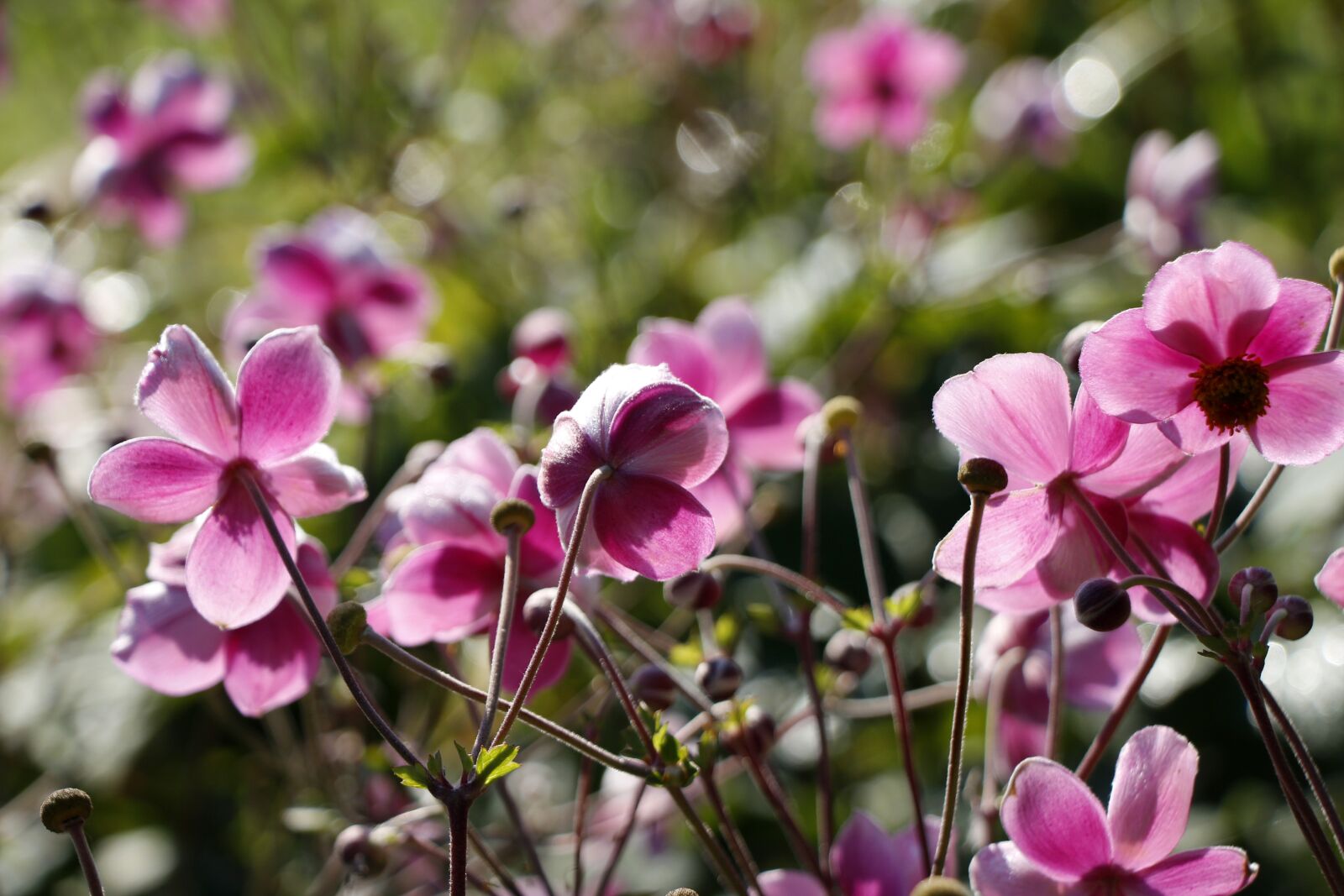 Canon EOS 650D (EOS Rebel T4i / EOS Kiss X6i) sample photo. Pink, sun, bright photography