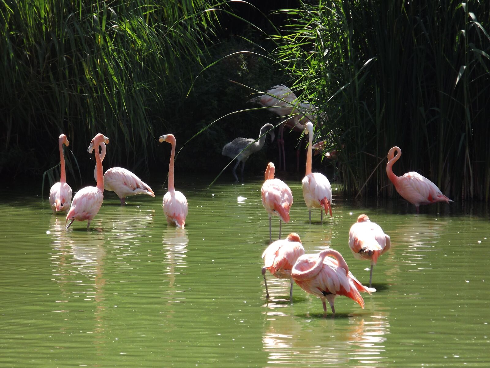 FujiFilm FinePix S4000 (FinePix S4050) sample photo. Pink flamingo, bath, sun photography