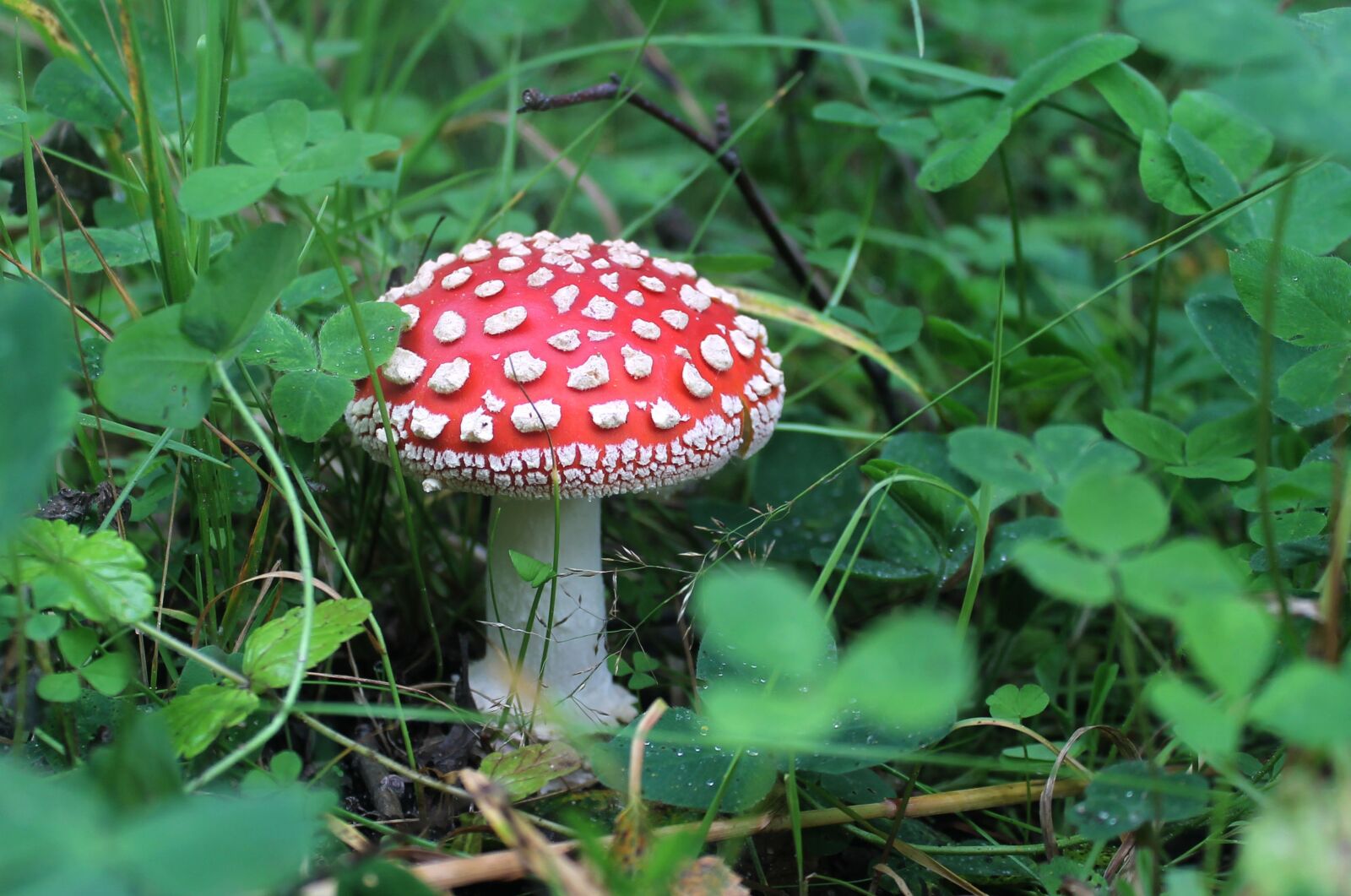 Canon EOS 1100D (EOS Rebel T3 / EOS Kiss X50) sample photo. Amanita, mushroom, nature photography